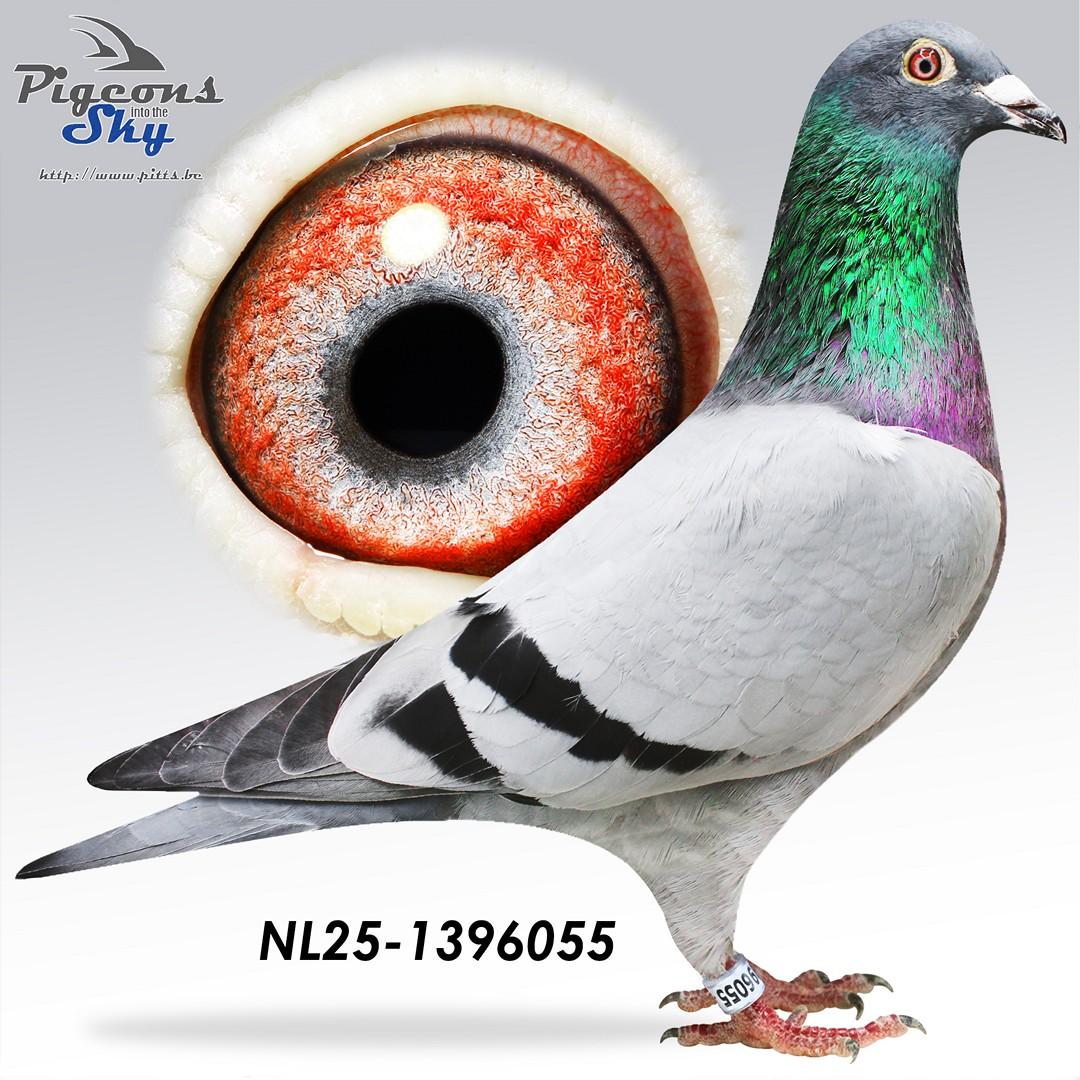 Lijn Harry (Hooymans Jan)