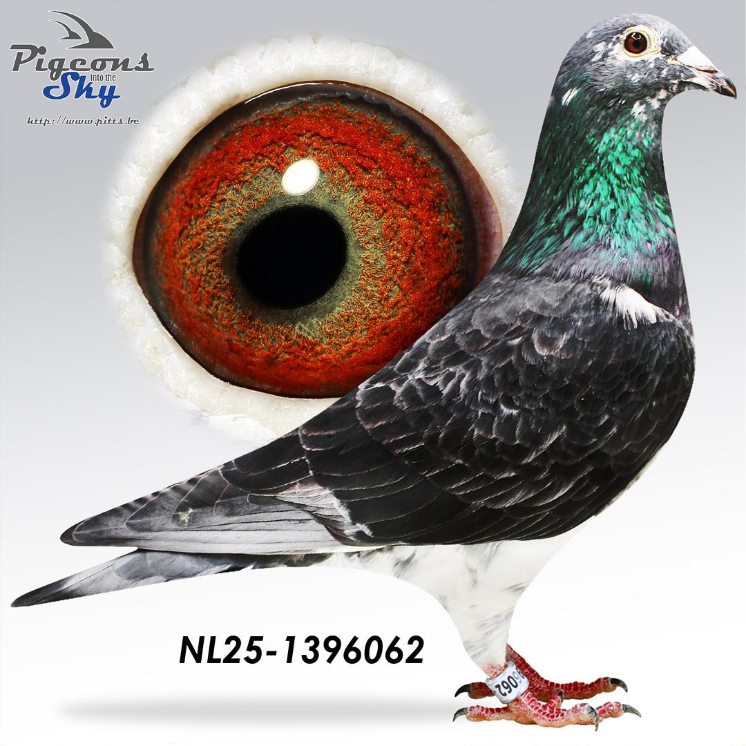 Kittel : 1e Nat. Asduif Snelheid KBDB (Vd Bulck Dirk) meets Best Kittel : 1e Nat. Asduif KBDB Snelheid(PEC)