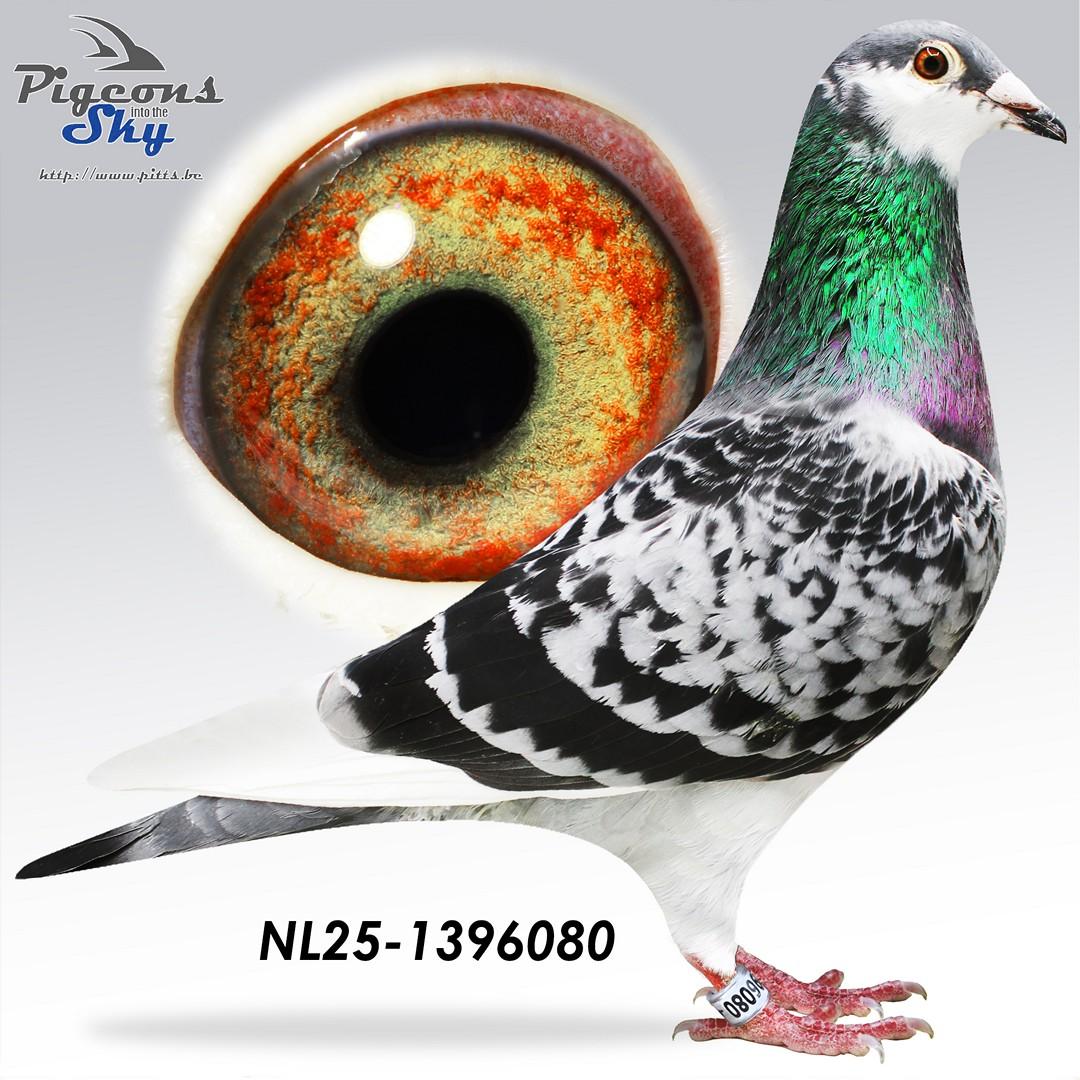 Achterkleinkind Blizzard King Kittel : 1e Nat. Asduif KBDB Snelheid