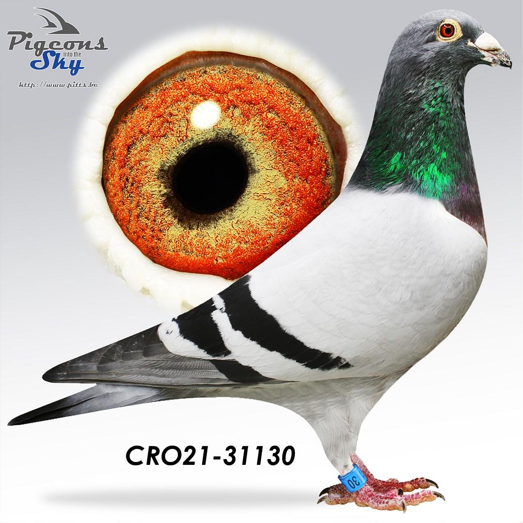 Inteelt "Amalia" (1e Nat.Asduif GHF) & "Nikolaas" (1e Nat.Asduif GHF)