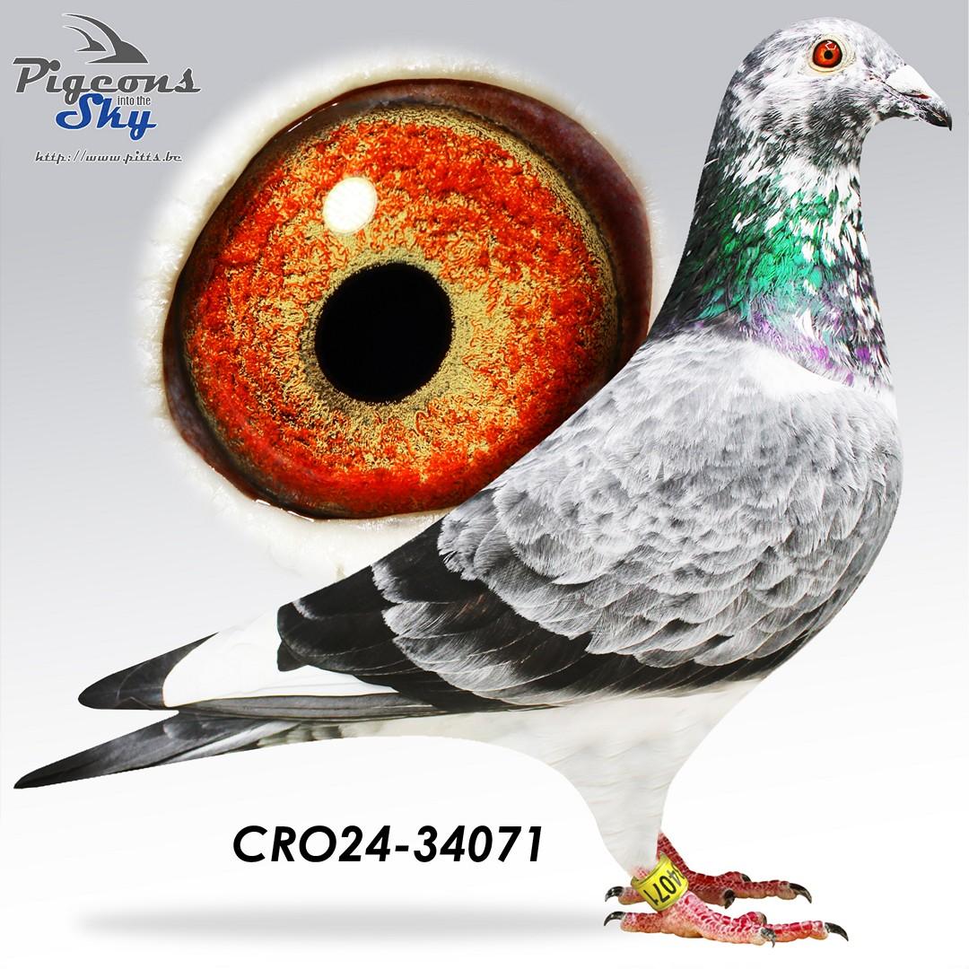 Grizzle Best Kittel : Lijn 1e Nat. Asduif Snelheid