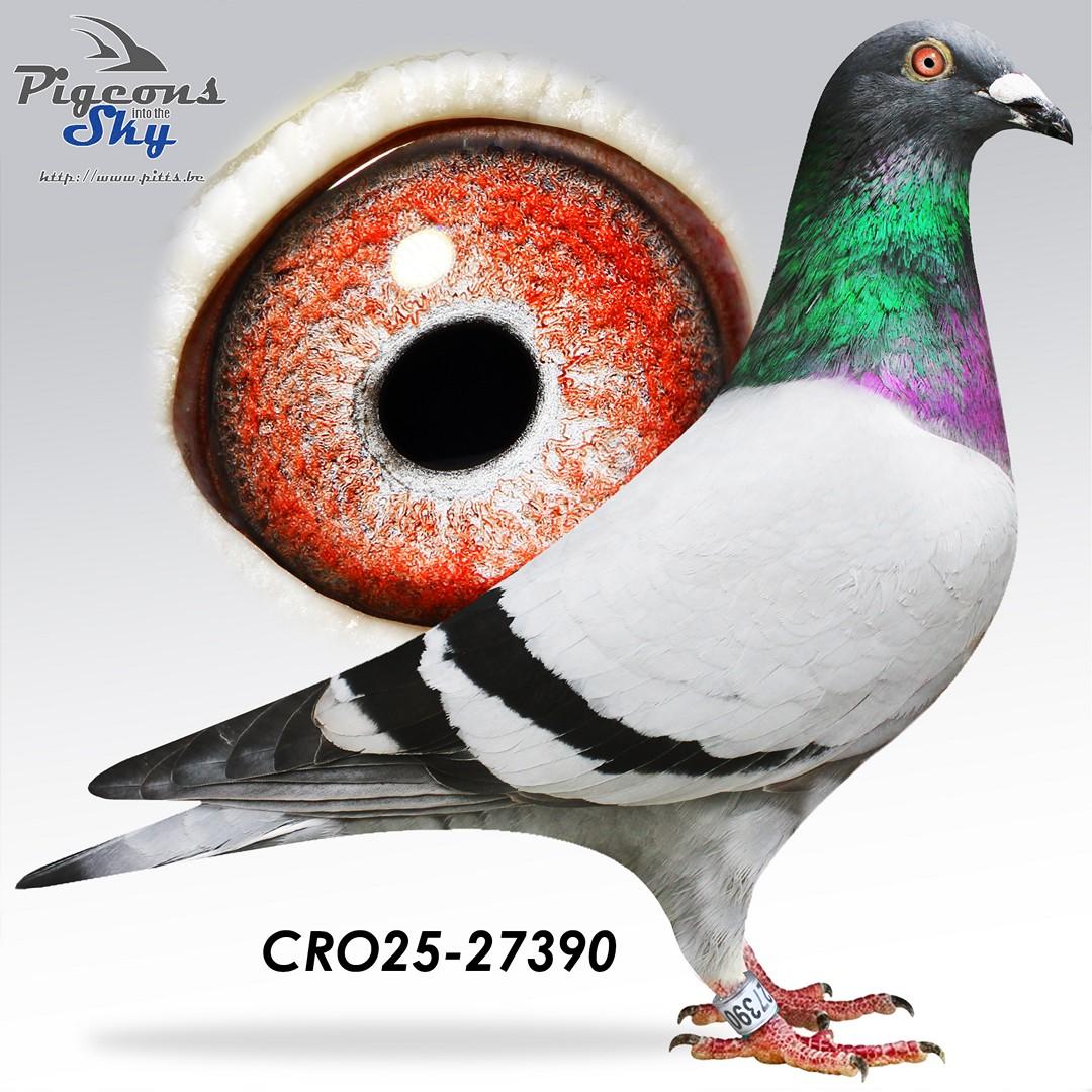 Lijn “Super Creone Roeper” (Limbourg Erik) : 1e Nat. Asduif Fond Jrl. 2020 & Lijn "Triple 5" (Limbourg Erik) : 1e Olympiade Duif LD 2019 & 2e Nat. Asduif Extr.LD KBDB 2019