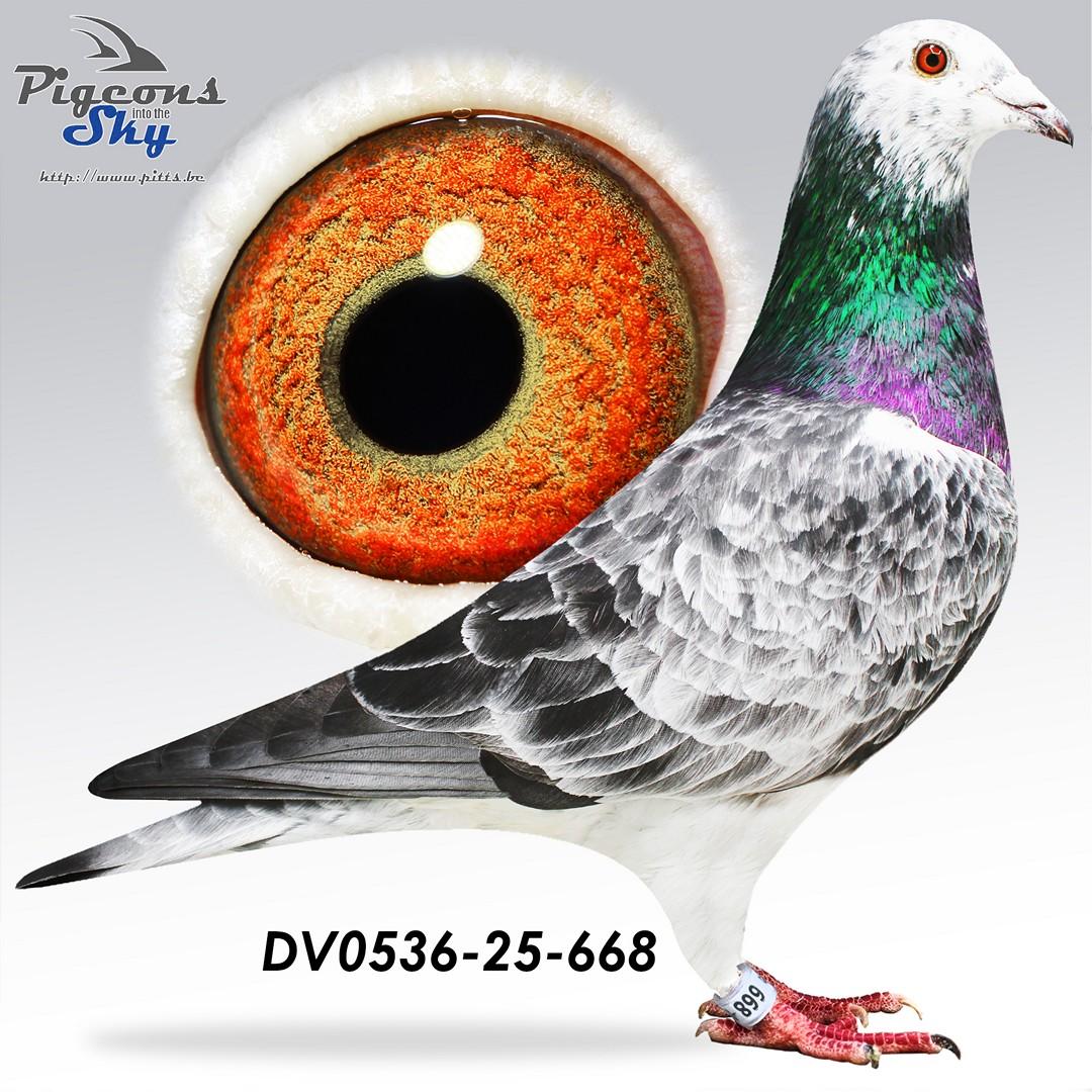 Inteelt "Best Kittel" (PEC) : 1e Nat. Asduif Snelheid