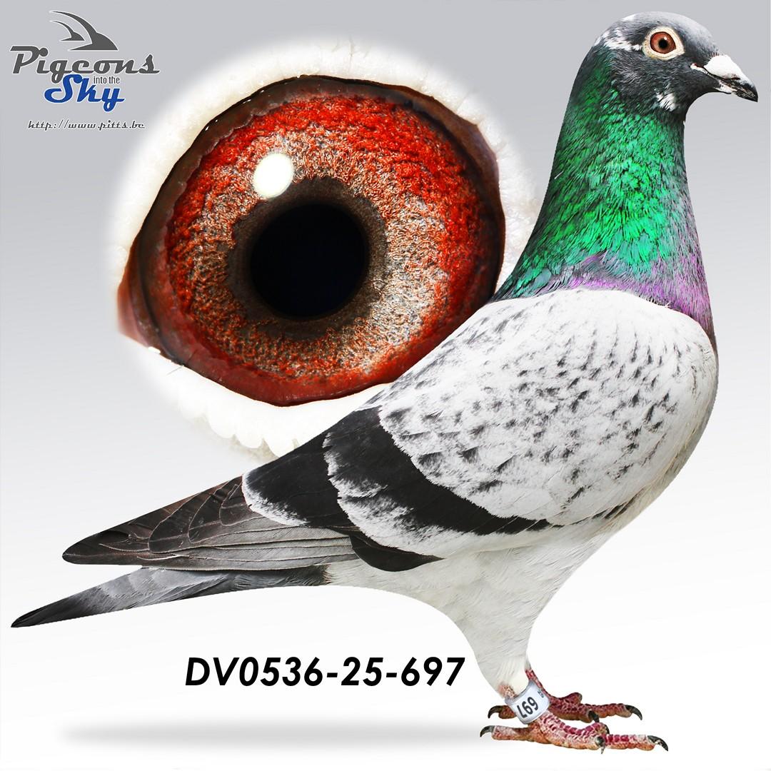 Kind Olympic Boy : Olympiade Duif Poznan 2019