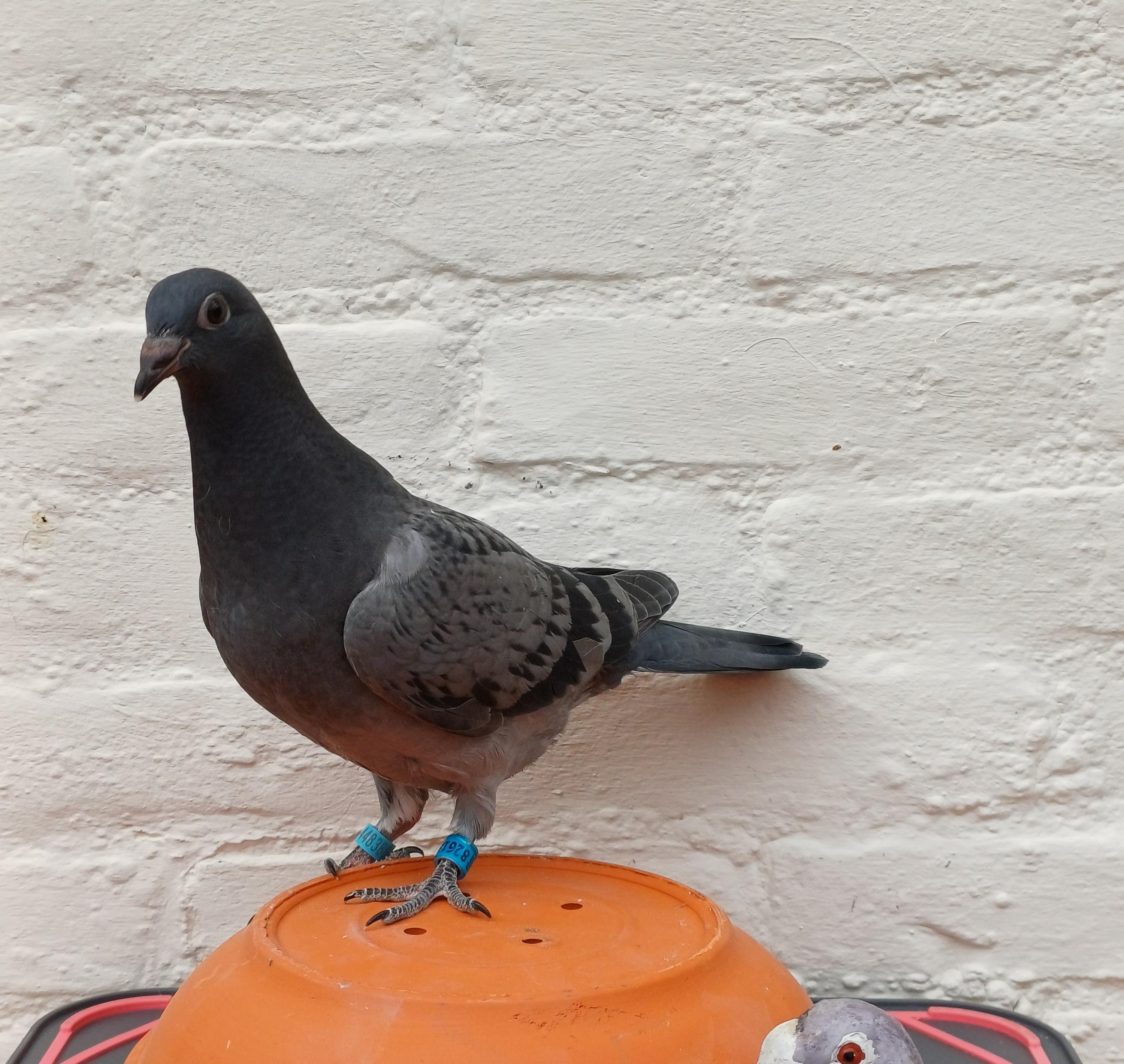 Kleinkind 1° PIPA Zware Fond