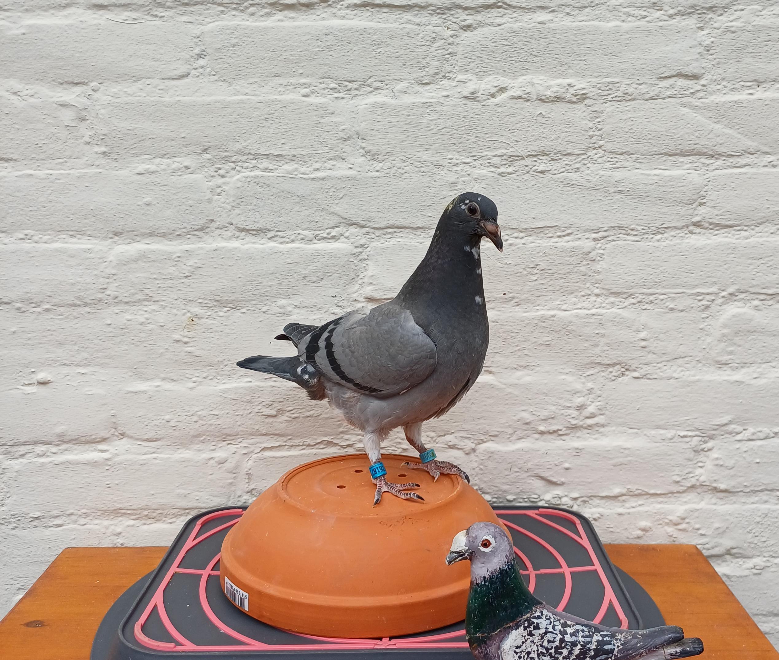 Kleinkind 1° PIPA Zware Fond