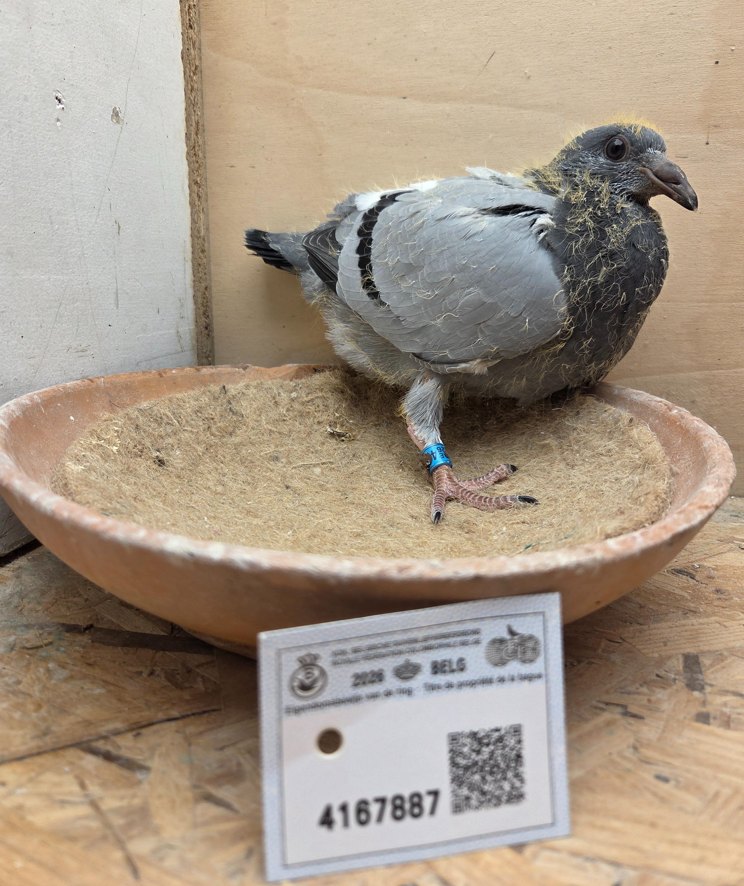 887 - Porsche-lijn X Van Dijck