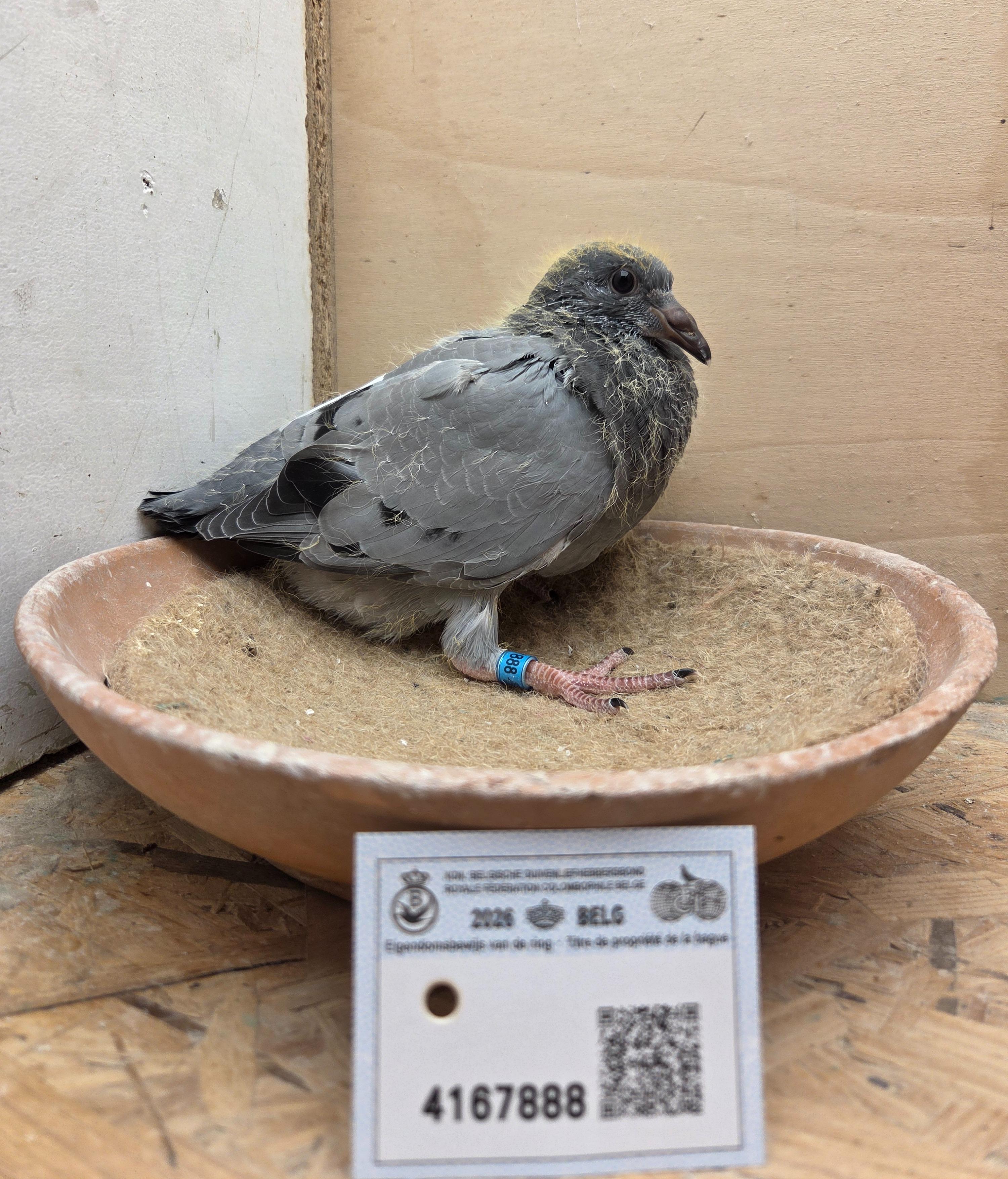 888 - Porsche-lijn X Van Dijck