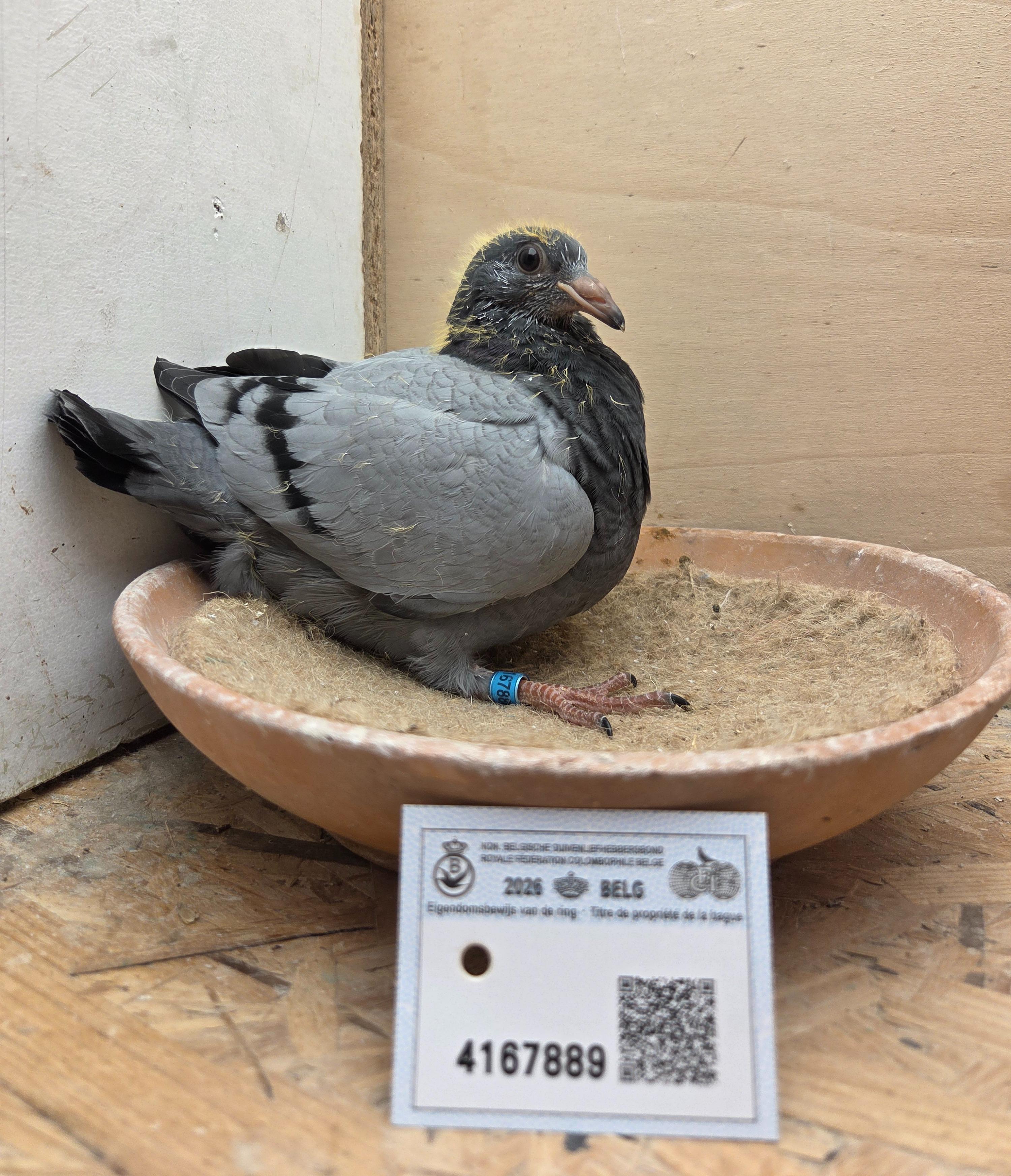 889 - Deprez/Van Limbergen X Porsche-lijn