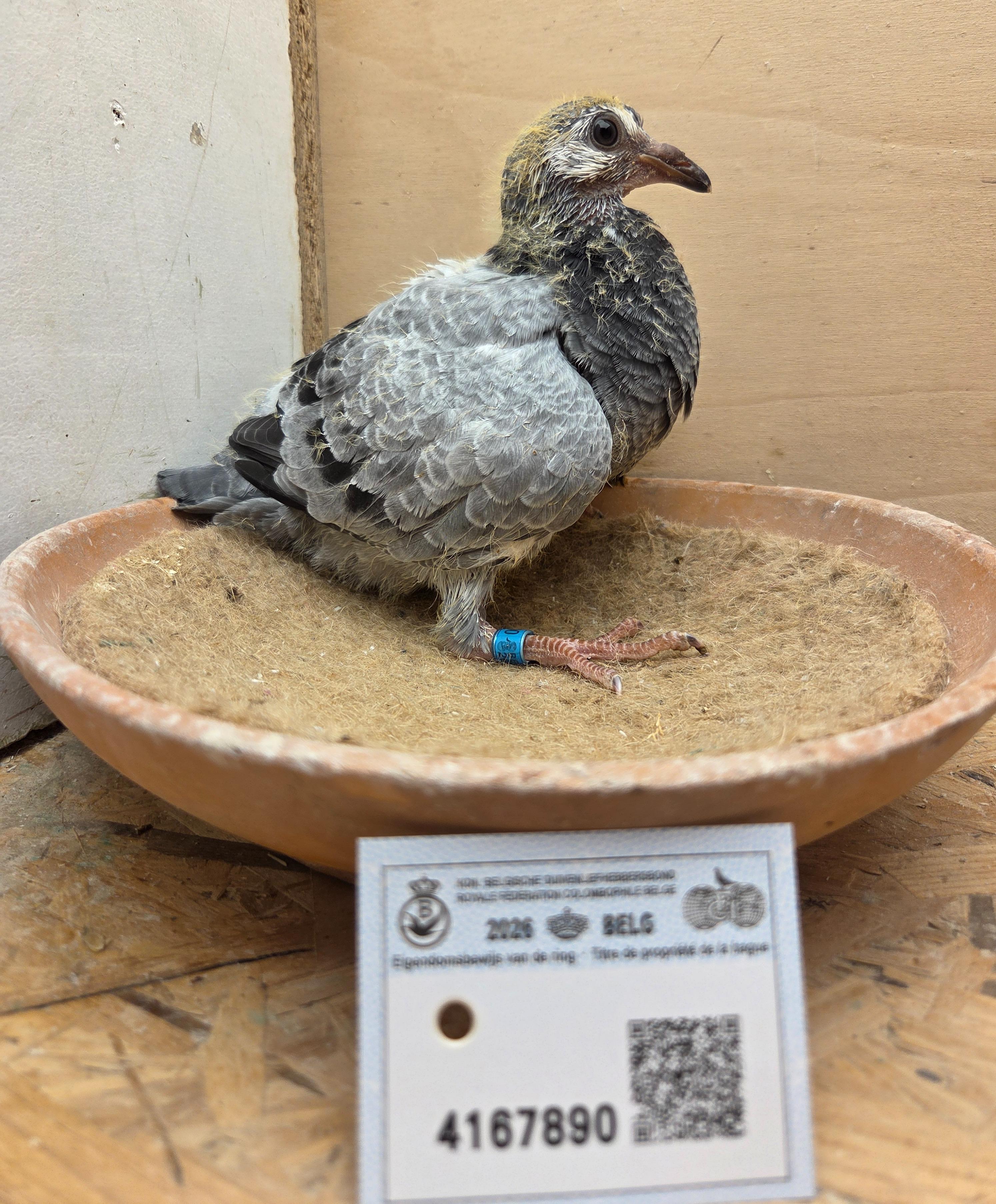 890 - Deprez/Van Limbergen X Porsche-lijn