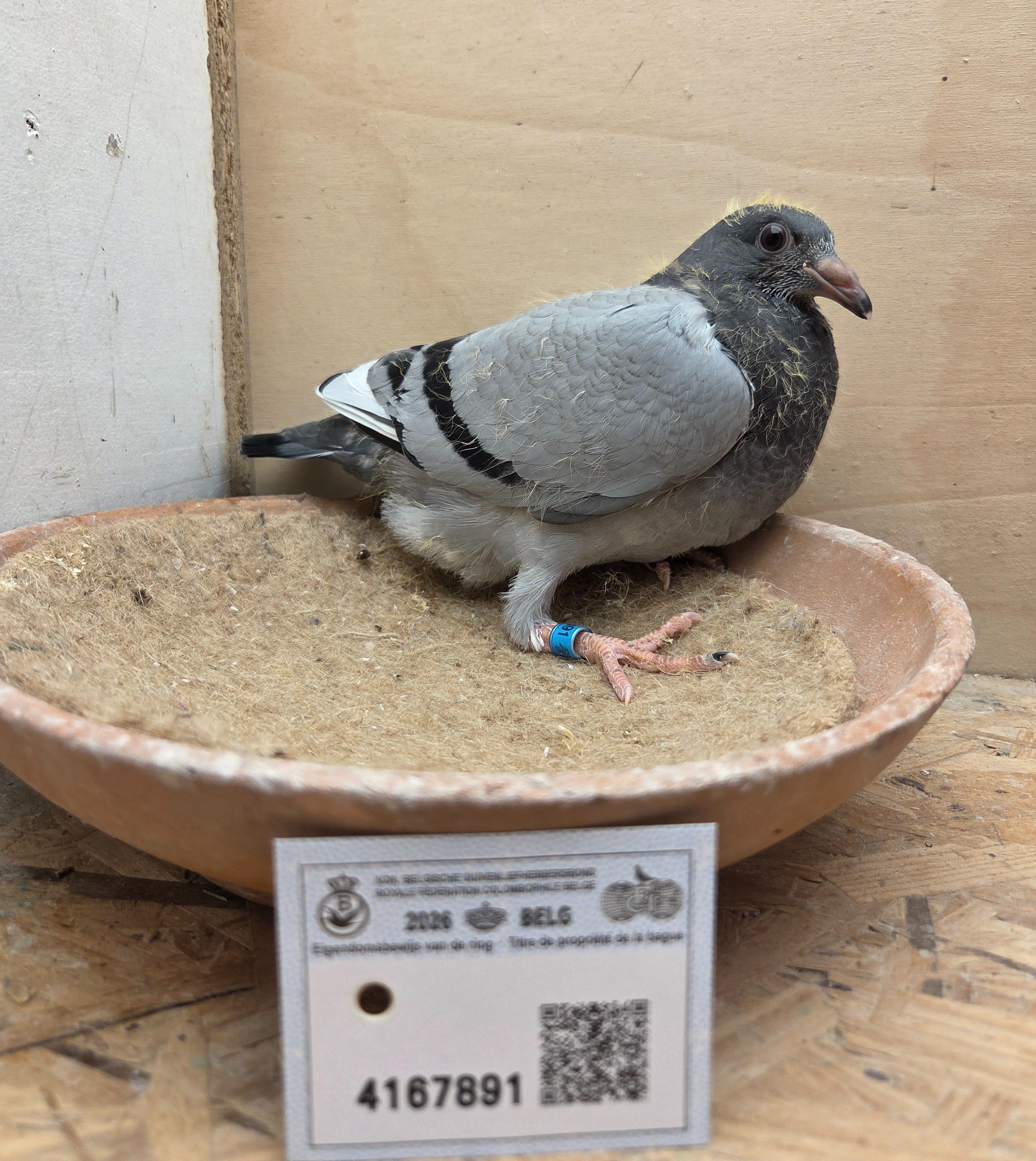 891 - Pitbull (Van Reeth) X Porsche-lijn