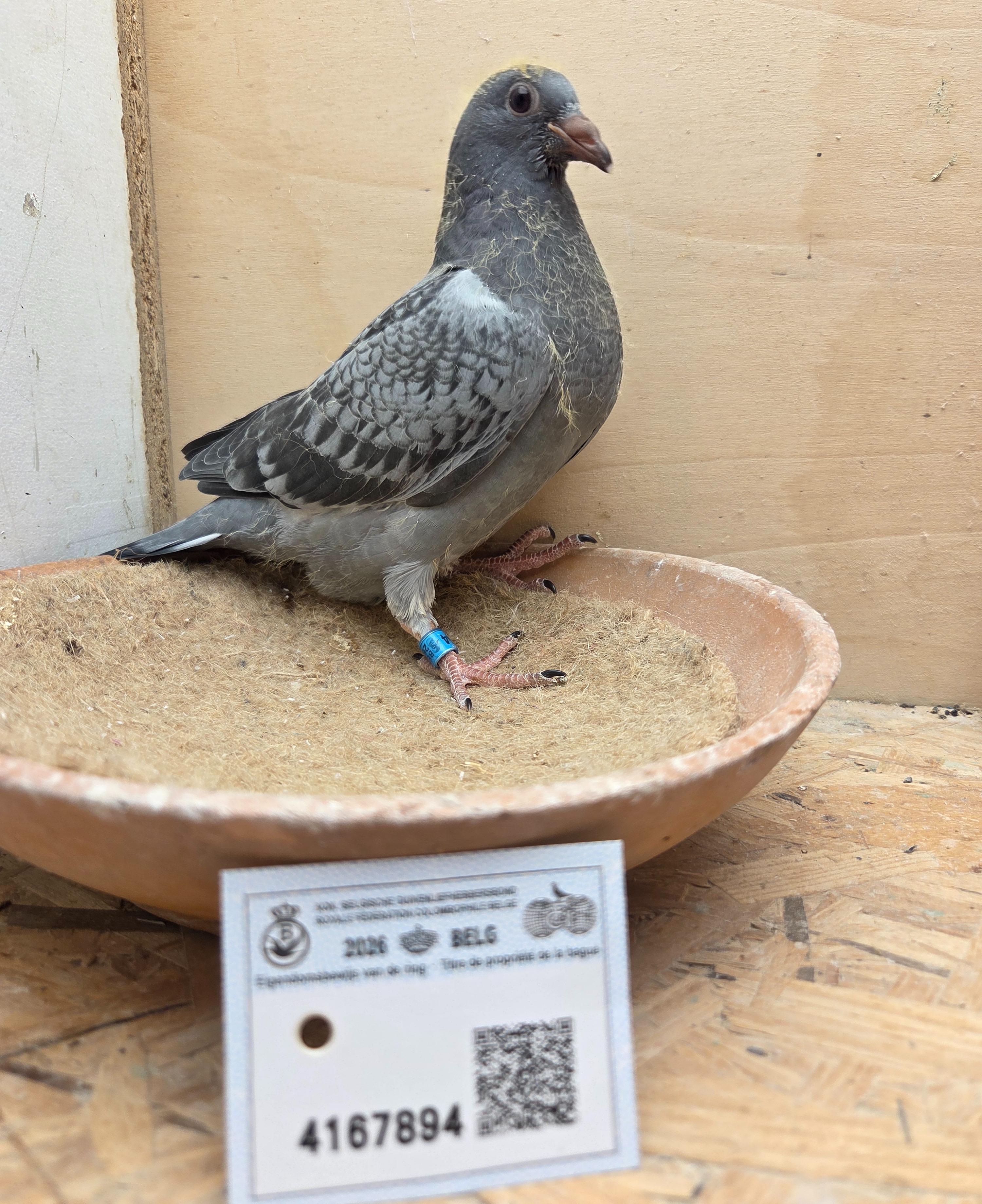 894 - Pitbull (Van Reeth) X Porsche-lijn