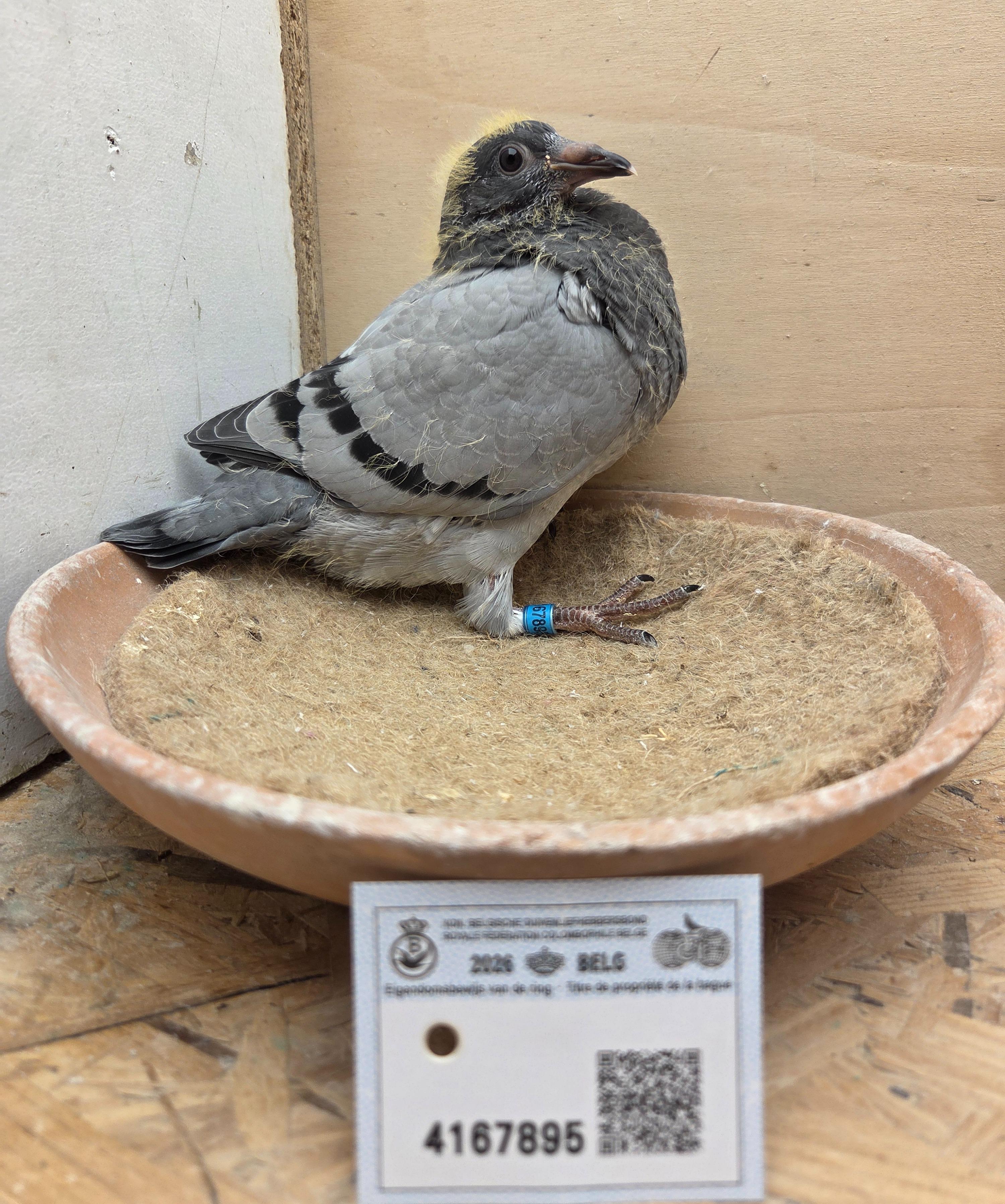 895 - Van Reeth X Porsche-lijn