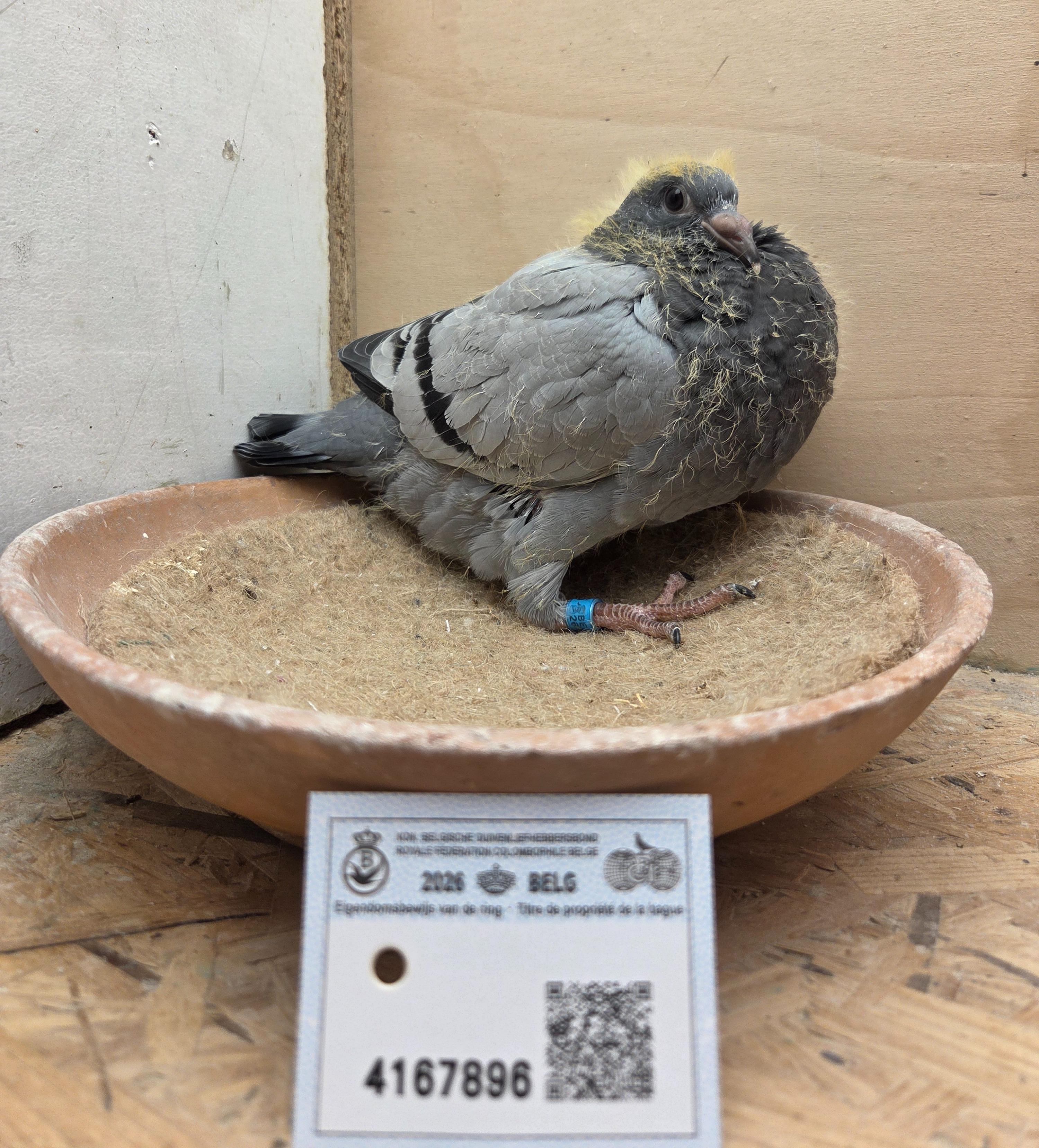 896 - Van Reeth X Porsche-lijn