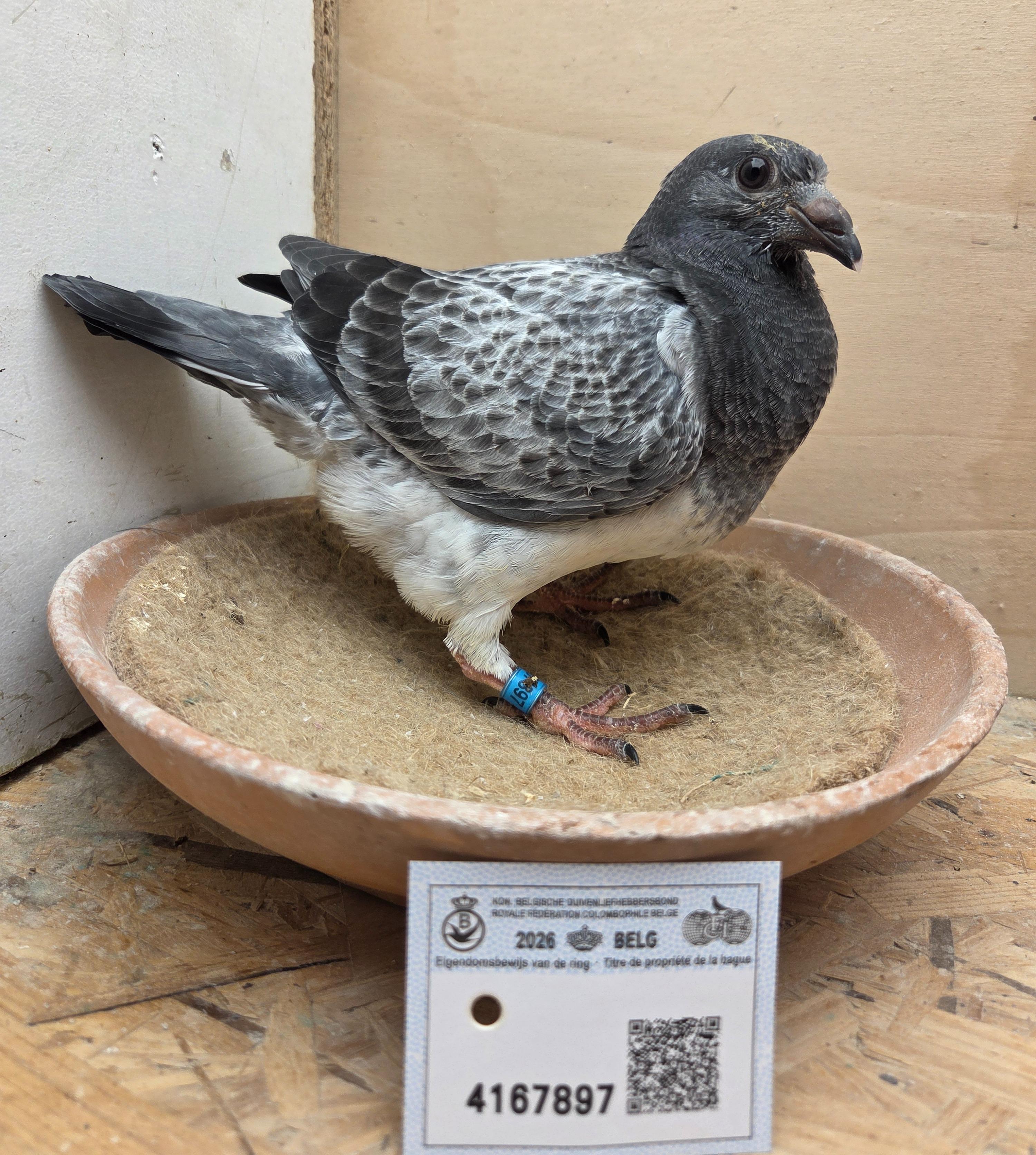 897 - Porsche-lijn X Van Reeth/Fierens