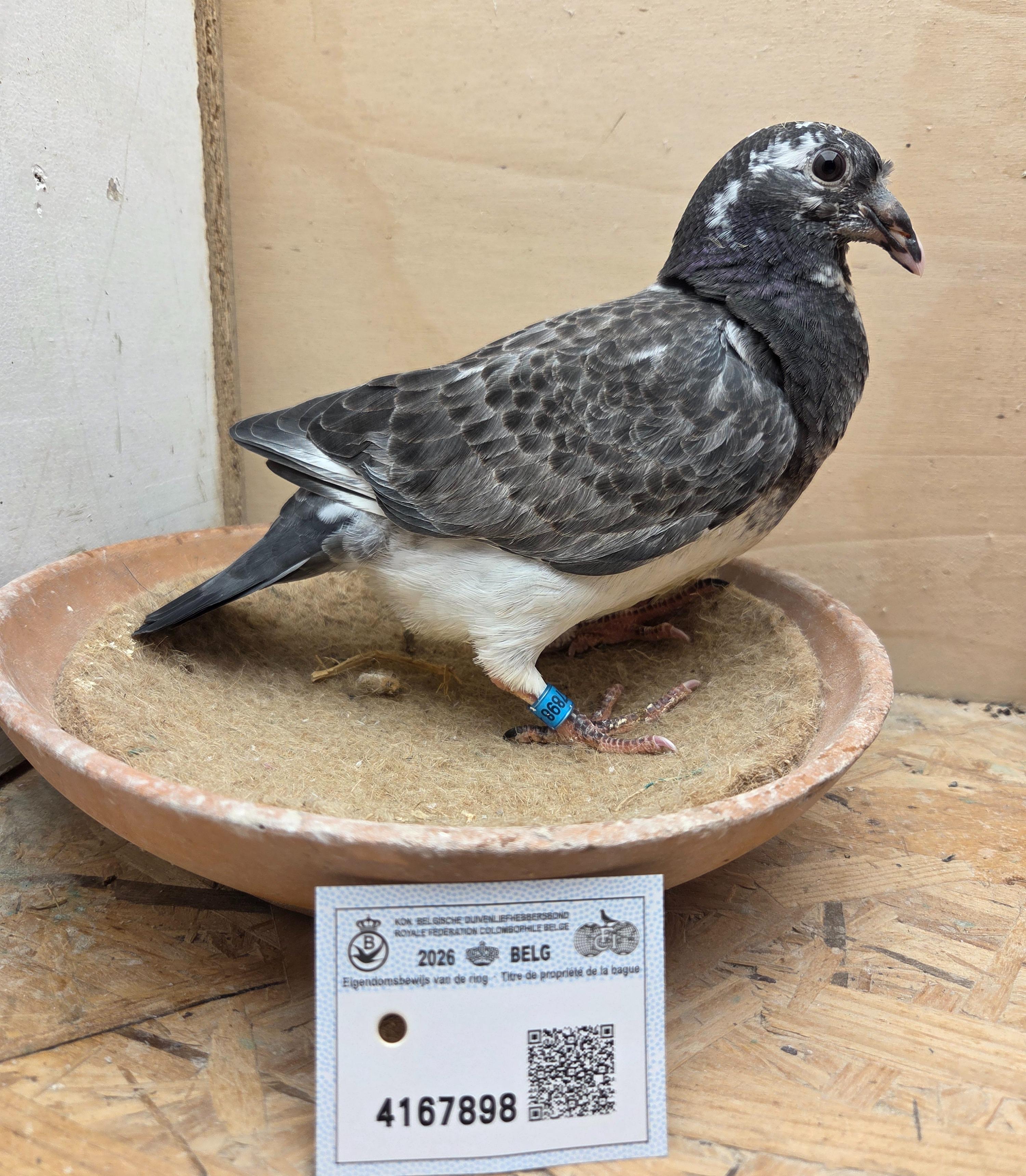 898 - Porsche-lijn X Van Reeth/Fierens