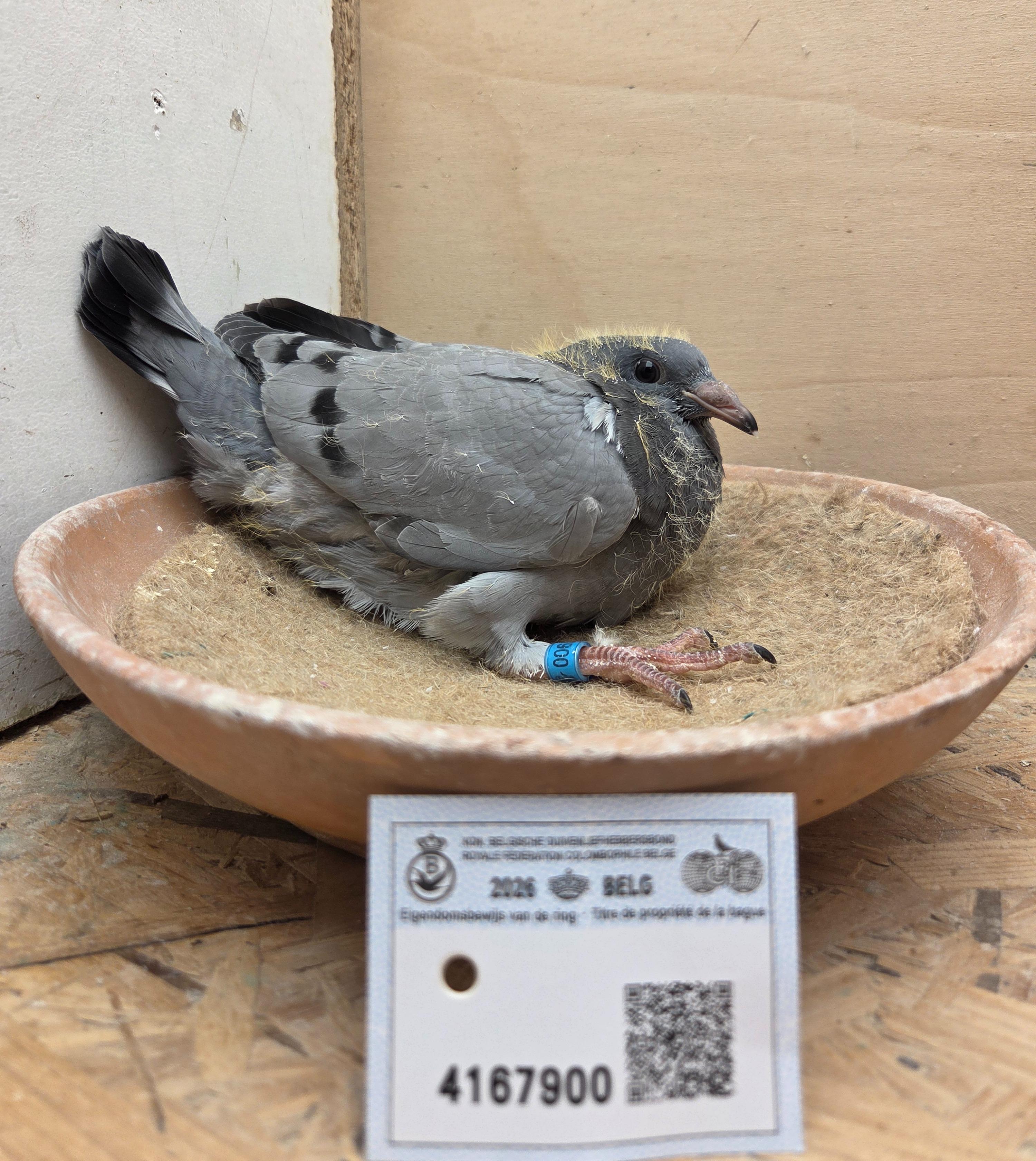 900 - Van Dijck X Van Limbergen