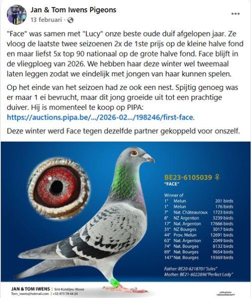 FB Jan & Tom Iwens Pigeons 13 februari 26