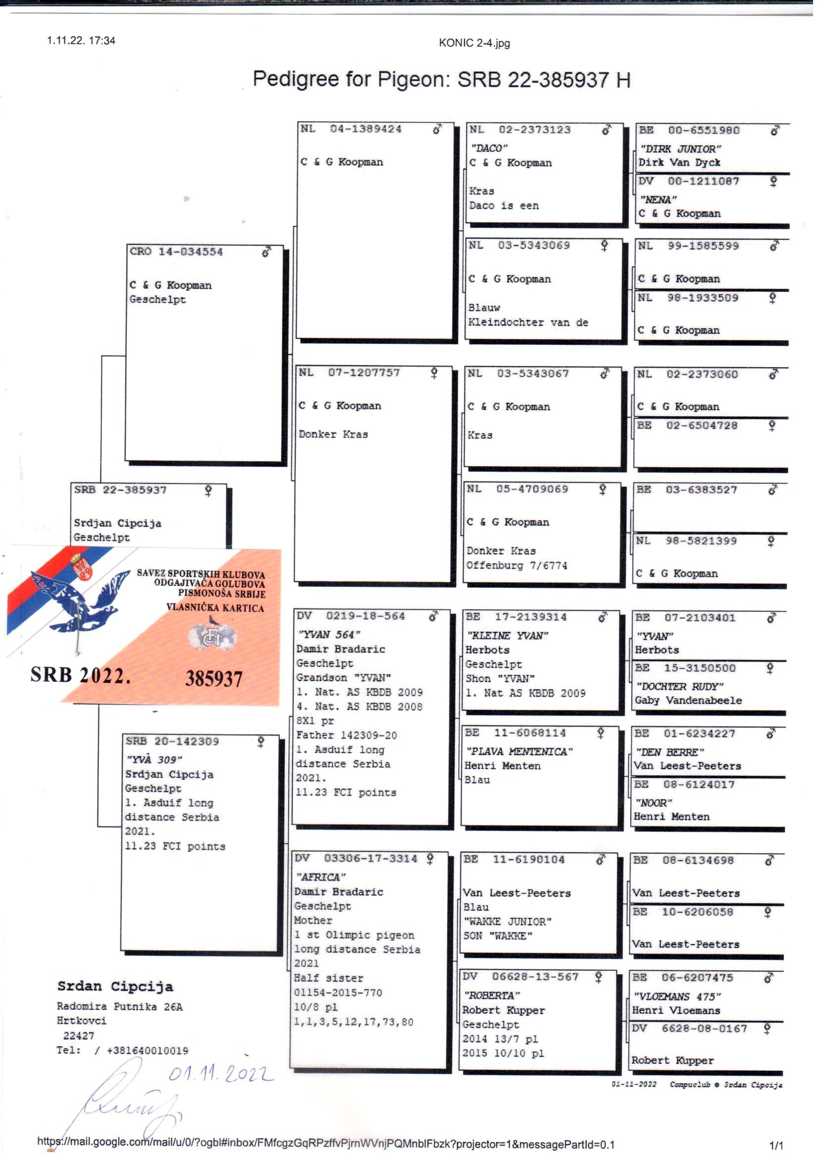 pedigree "De 937" C&G Koopman x Cipcija