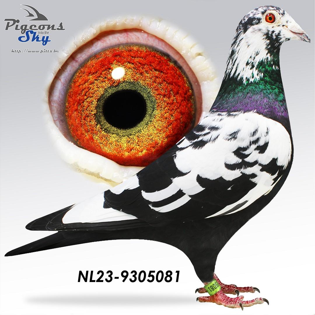 "081" 100% Scherens Van Gramberen