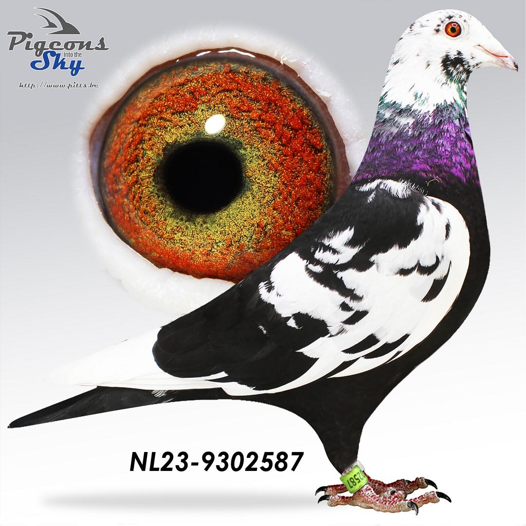 "587" 100% Scherens Van Gramberen