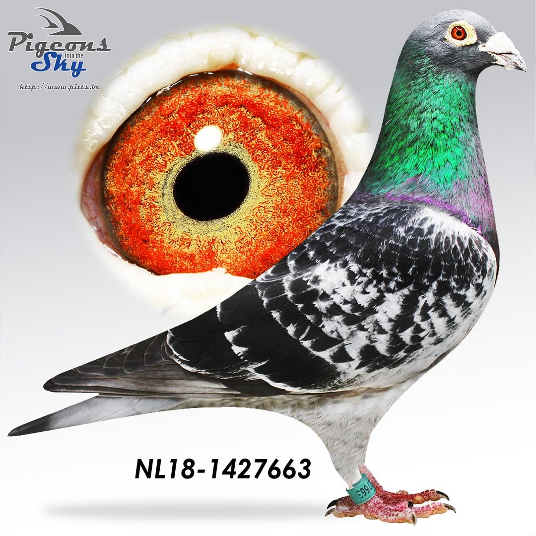 "663" P. Veenstra x Van der Stouwe-Douna