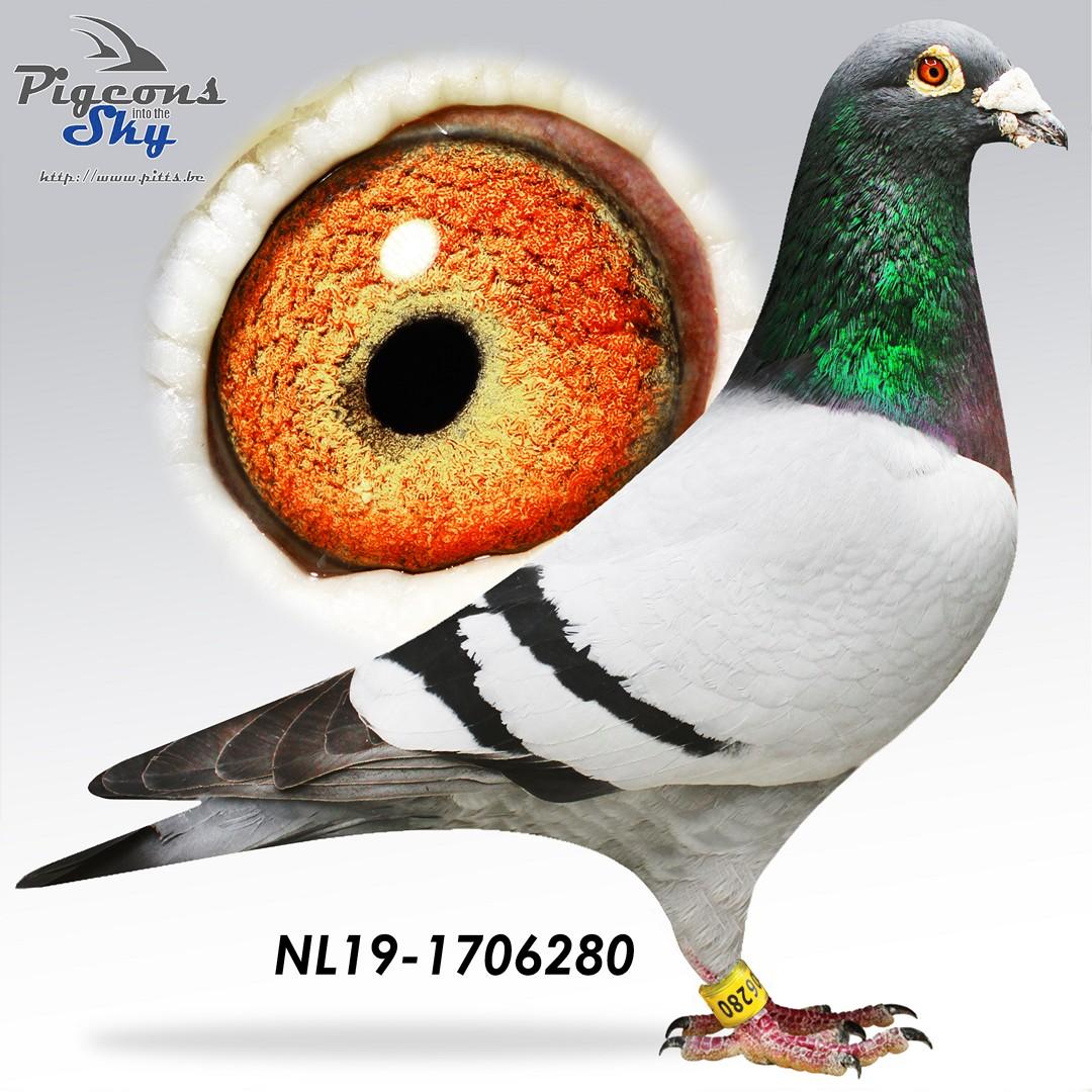 "GPS 2019" Comb. Van Wanrooij x Comb. R. & L. Traas