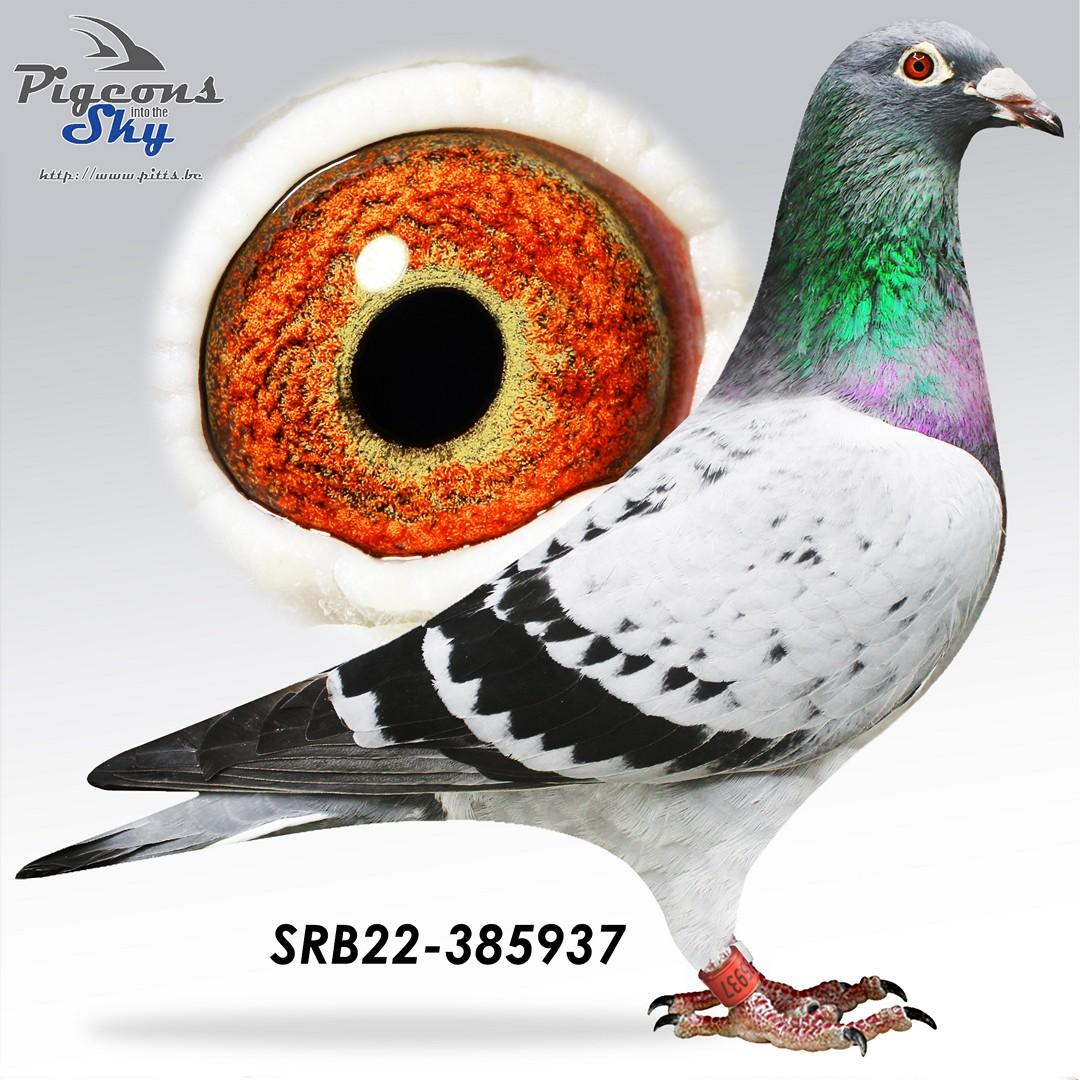 "De 937" C&G Koopman x Cipcija