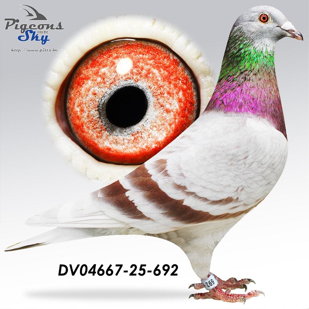 "0692" Lambrechts/Van den Bulck