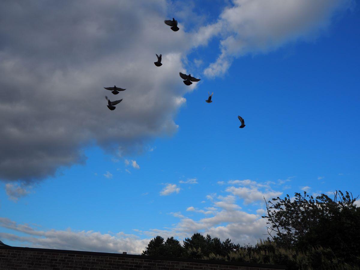 2020-06-29-PITTS-LambrechtsCarl-lucht-6