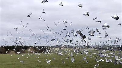 188783-185149-lossing-4-croppedxs1-croppedxs