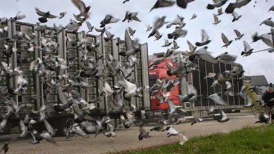 268433-lossing-croppedxs