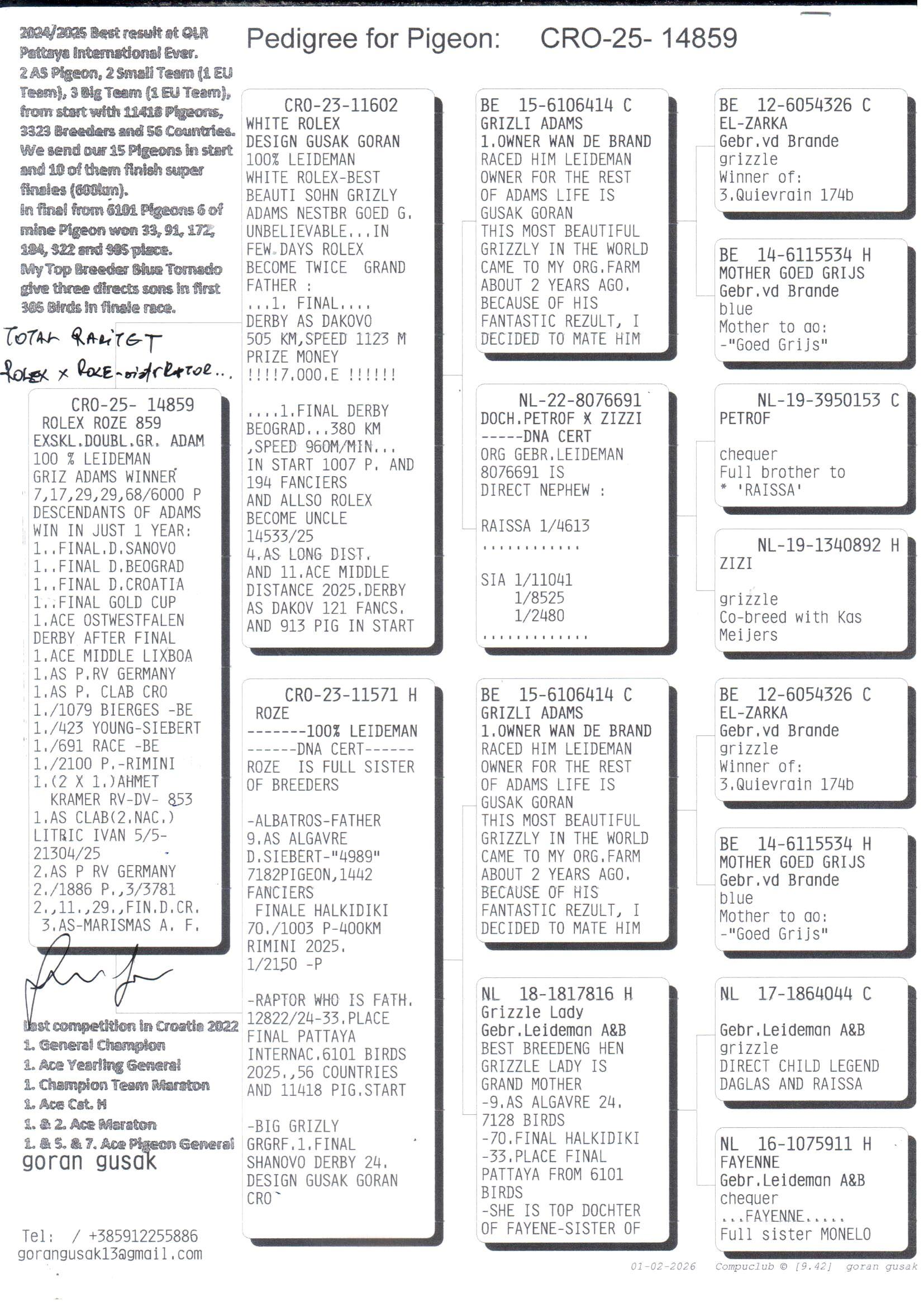 pedigree Rolex Roze 589