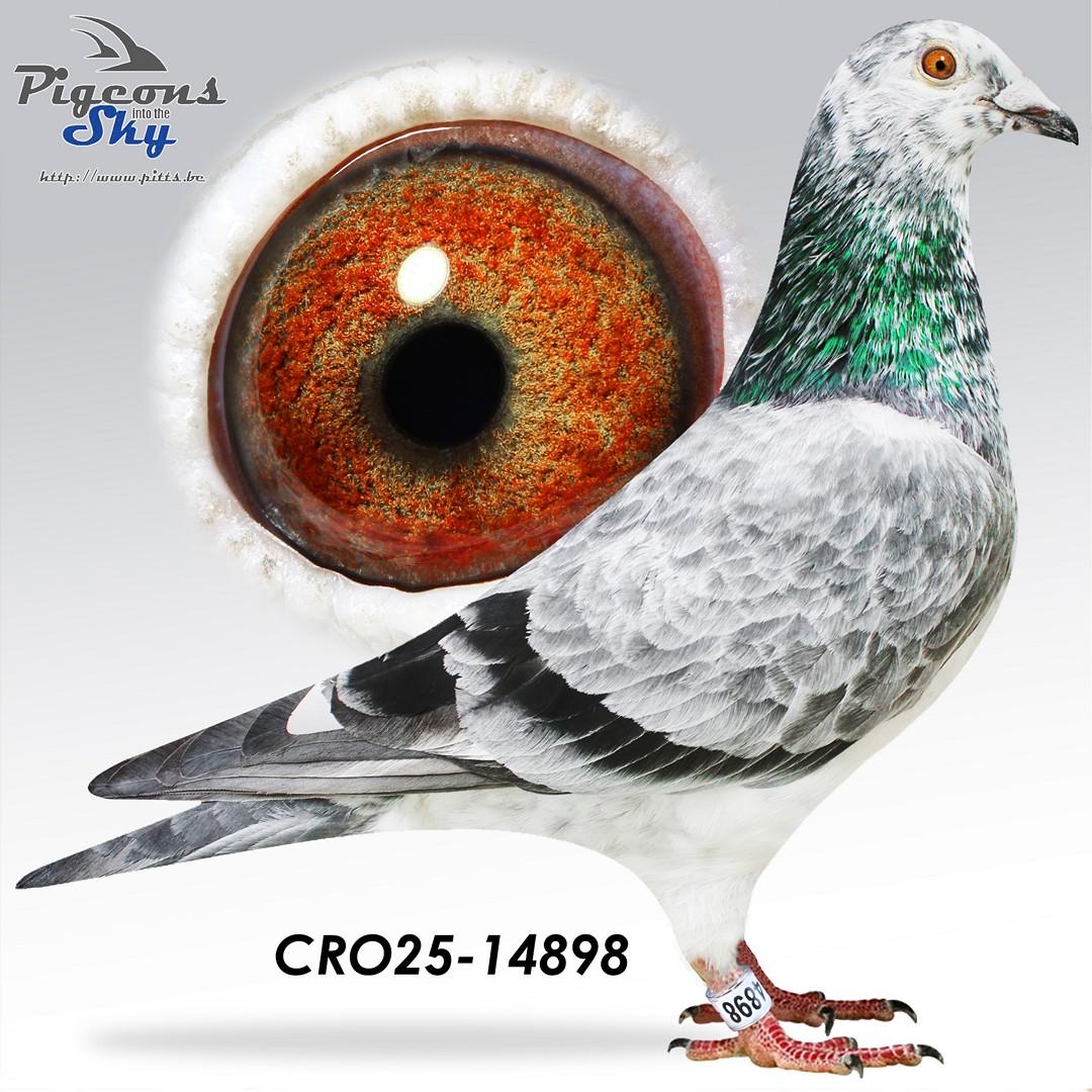 Raptor Corina 898 + DNA