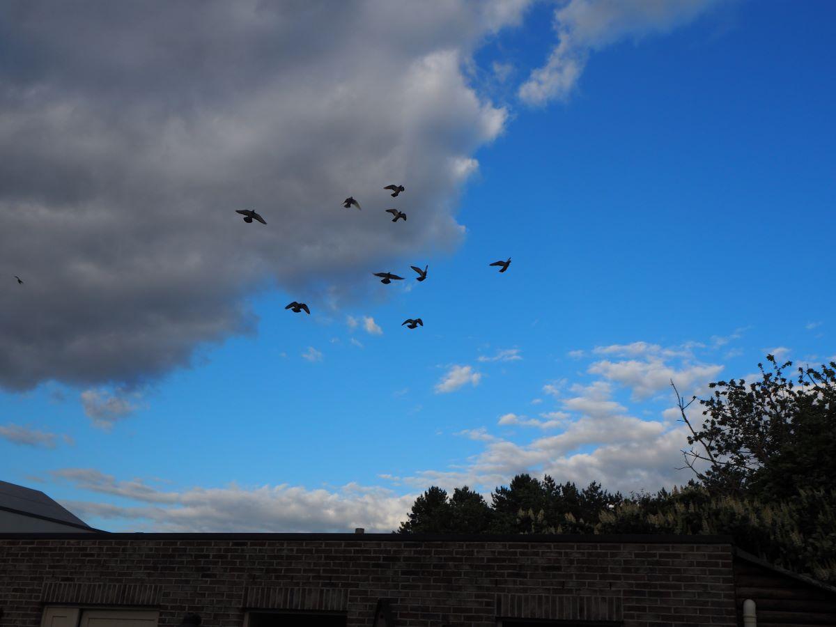 2020-06-29-PITTS-LambrechtsCarl-lucht-5