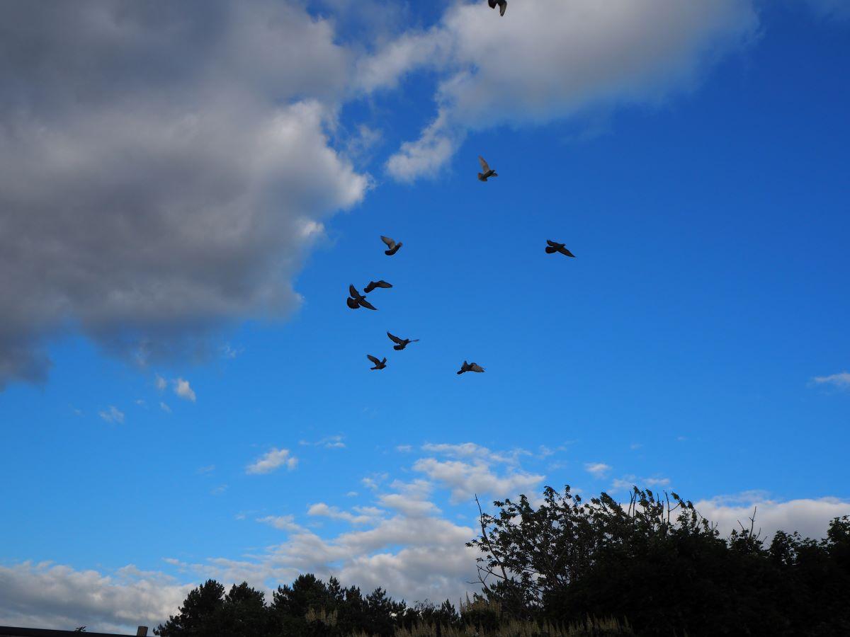 2020-06-29-PITTS-LambrechtsCarl-lucht-4
