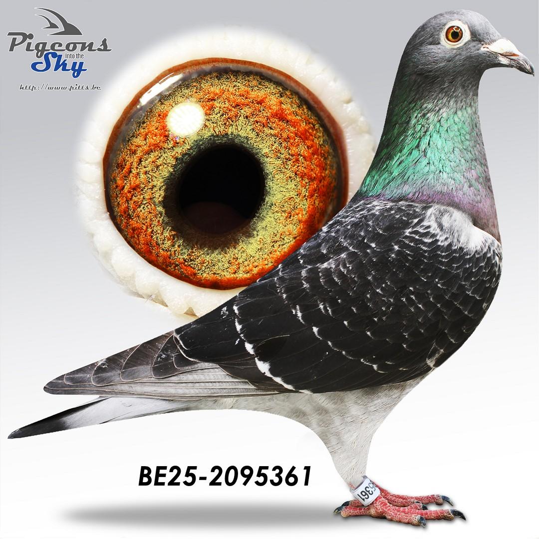 361 - 100% Labeeuw - Kleinkind Blacky