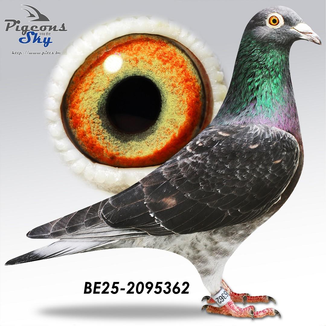 362 - 100% Labeeuw - Kleinkind Blacky