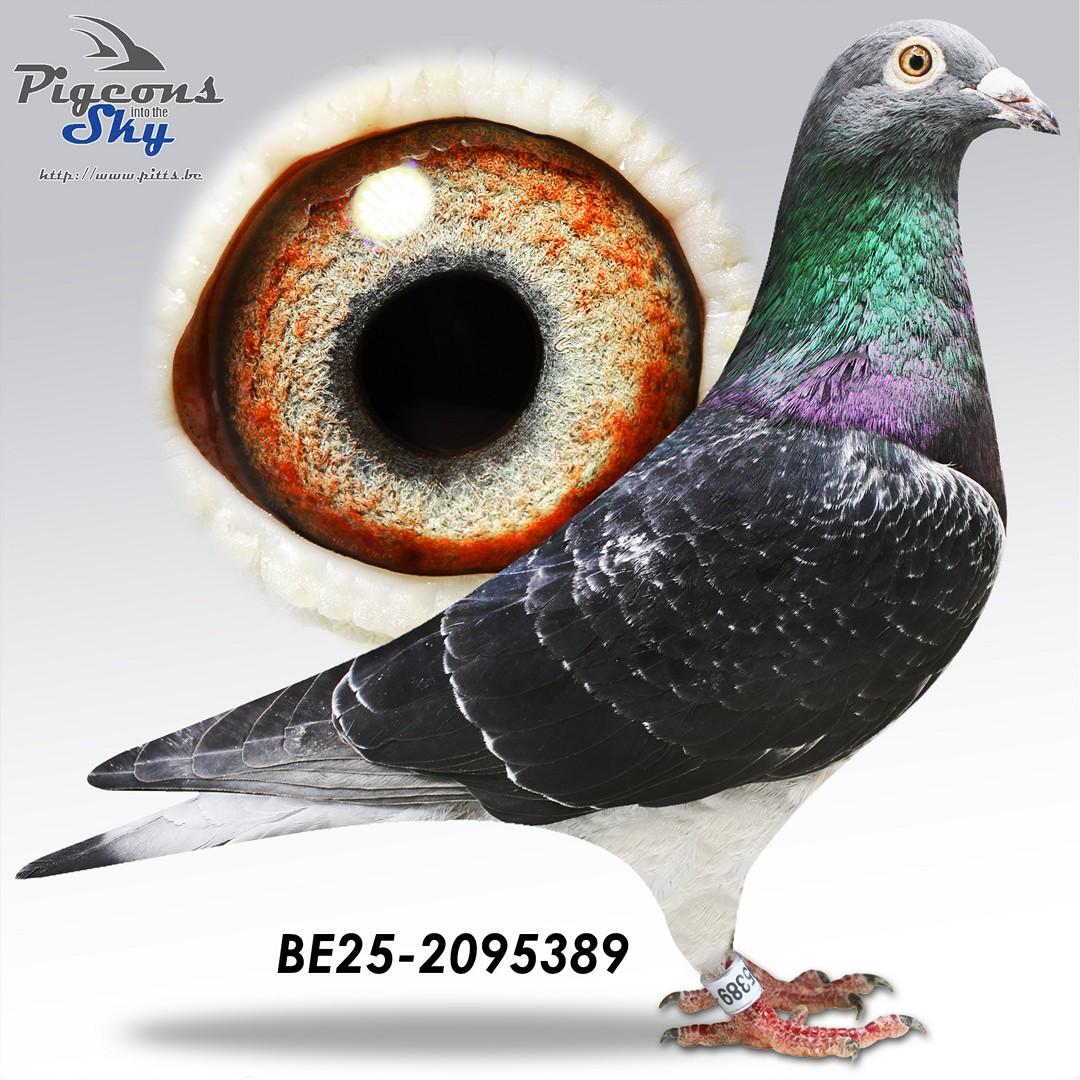 389 - 100% Labeeuw - Kleinkind Blacky