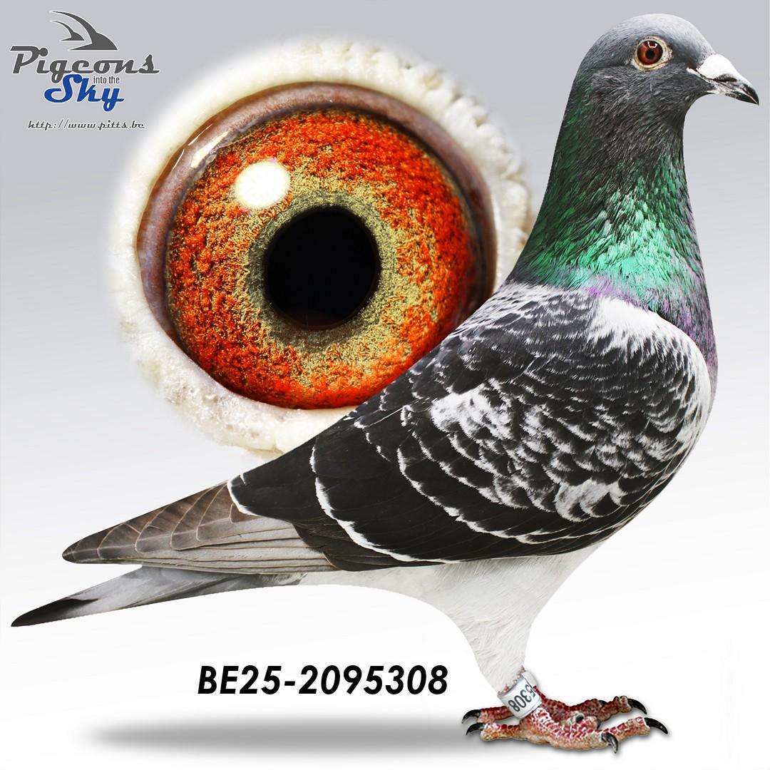308 - 100% Labeeuw - Kleinkind Bijter x Dolle Alicia