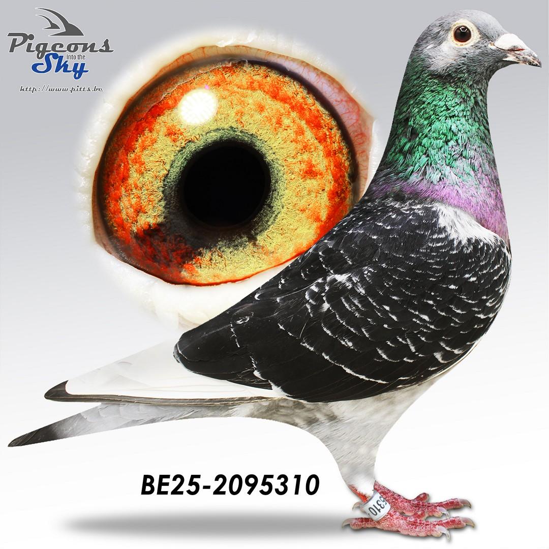 310 - 100% Labeeuw - Kleinkind Blacky