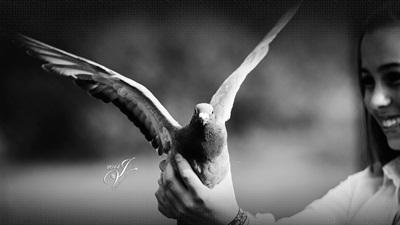 PigeonRadar - Een tool om een vlucht op te volgen