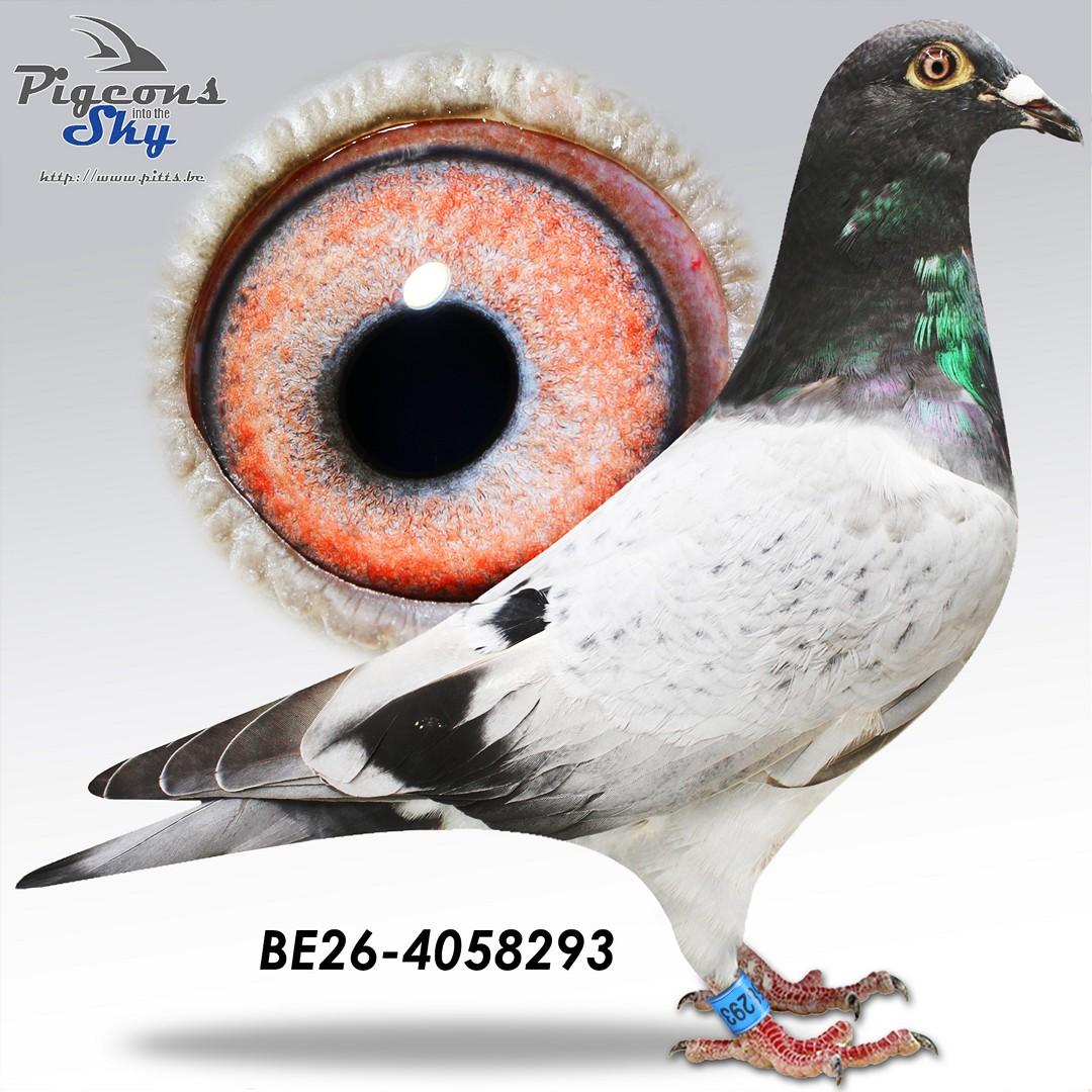 Pitbull-Kittel 293