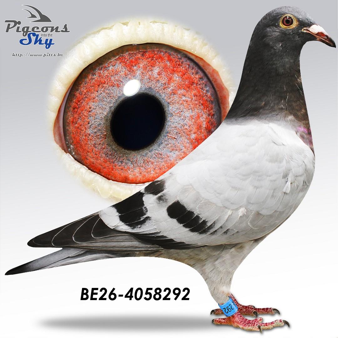 Pitbull-Kittel 292