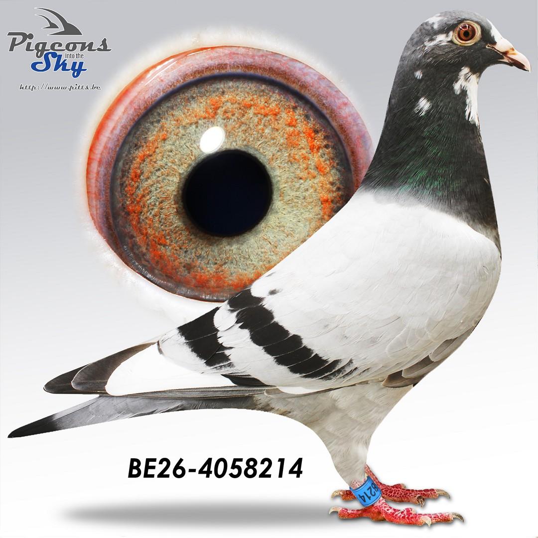 Pitbull Leo 214