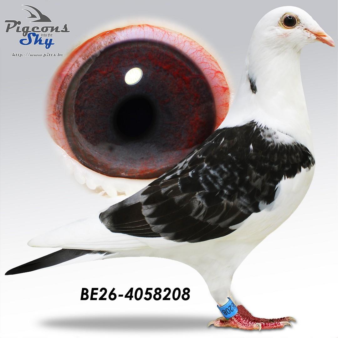 Zus Miss Targa 813