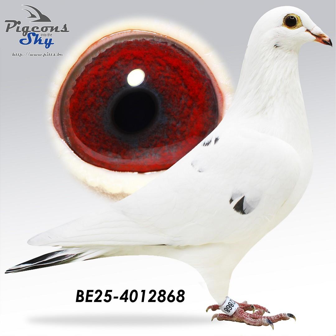 Witte 868