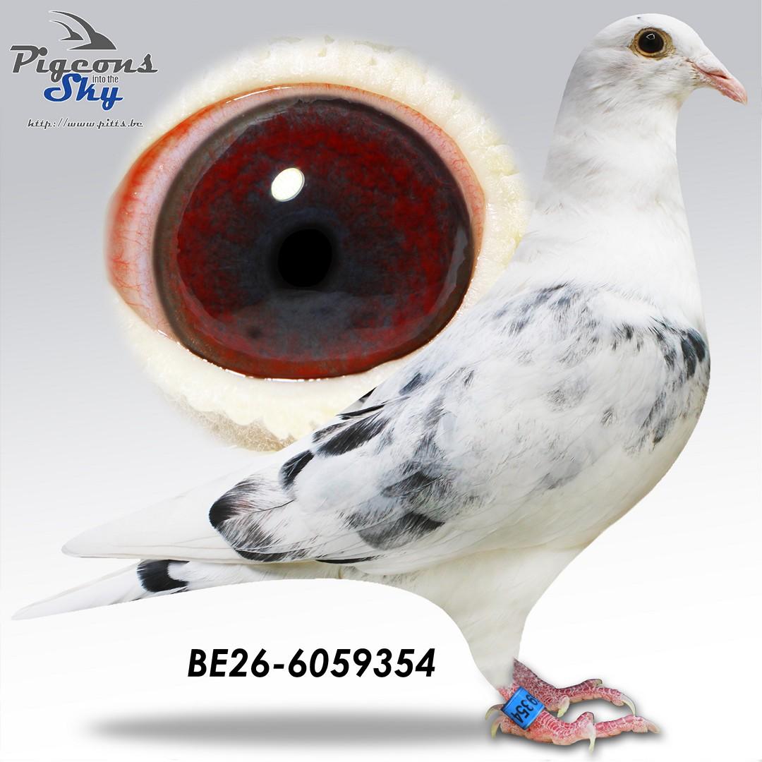 Pitbull Kittel 354