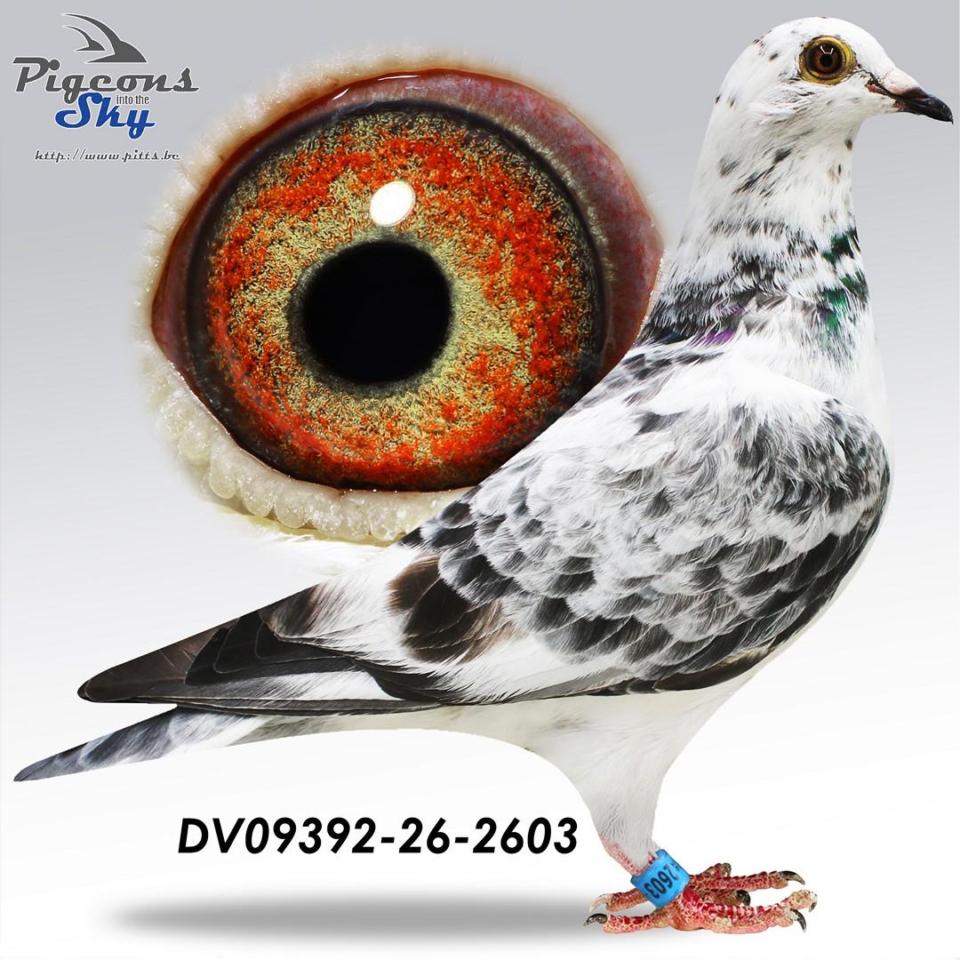 De 2603