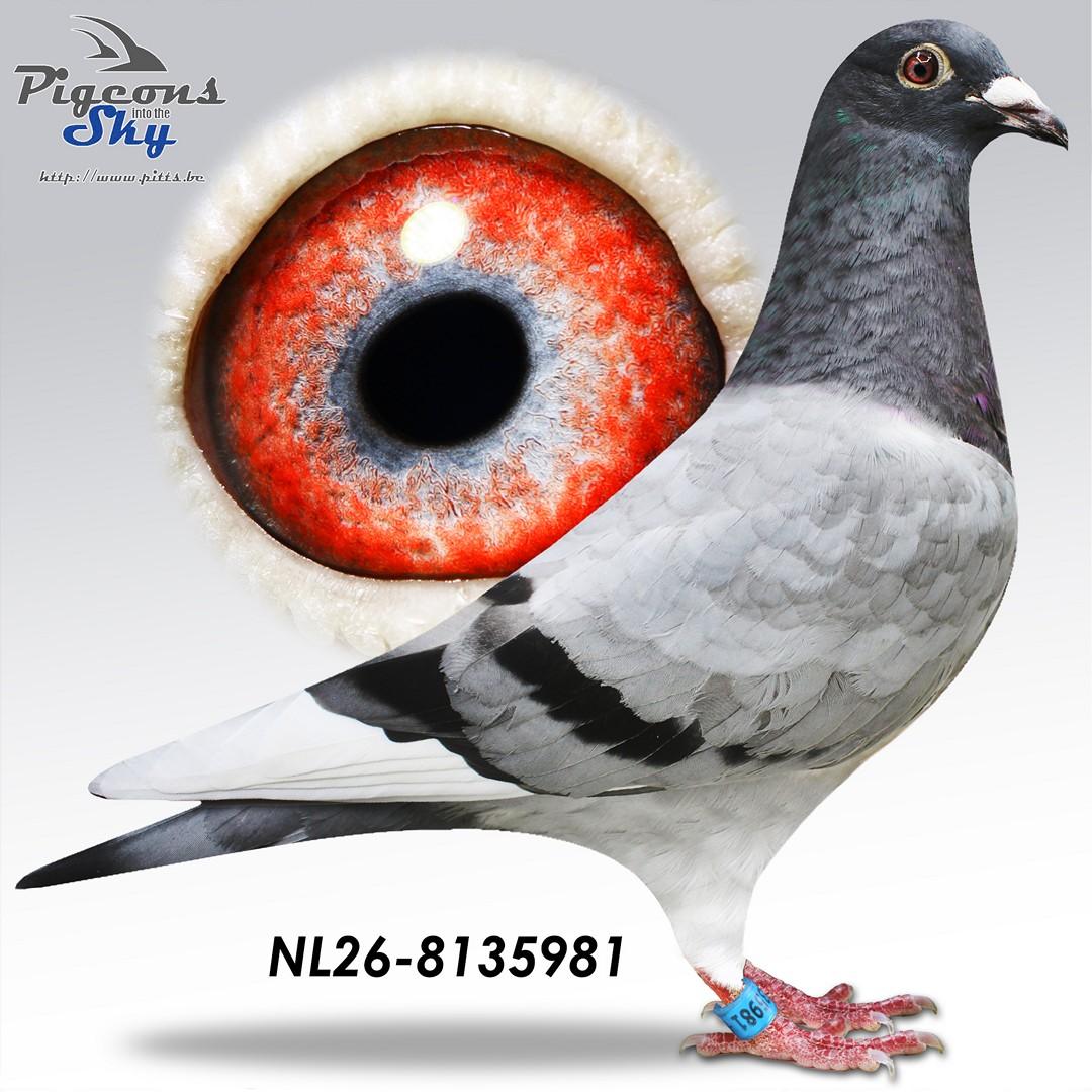 De 981
